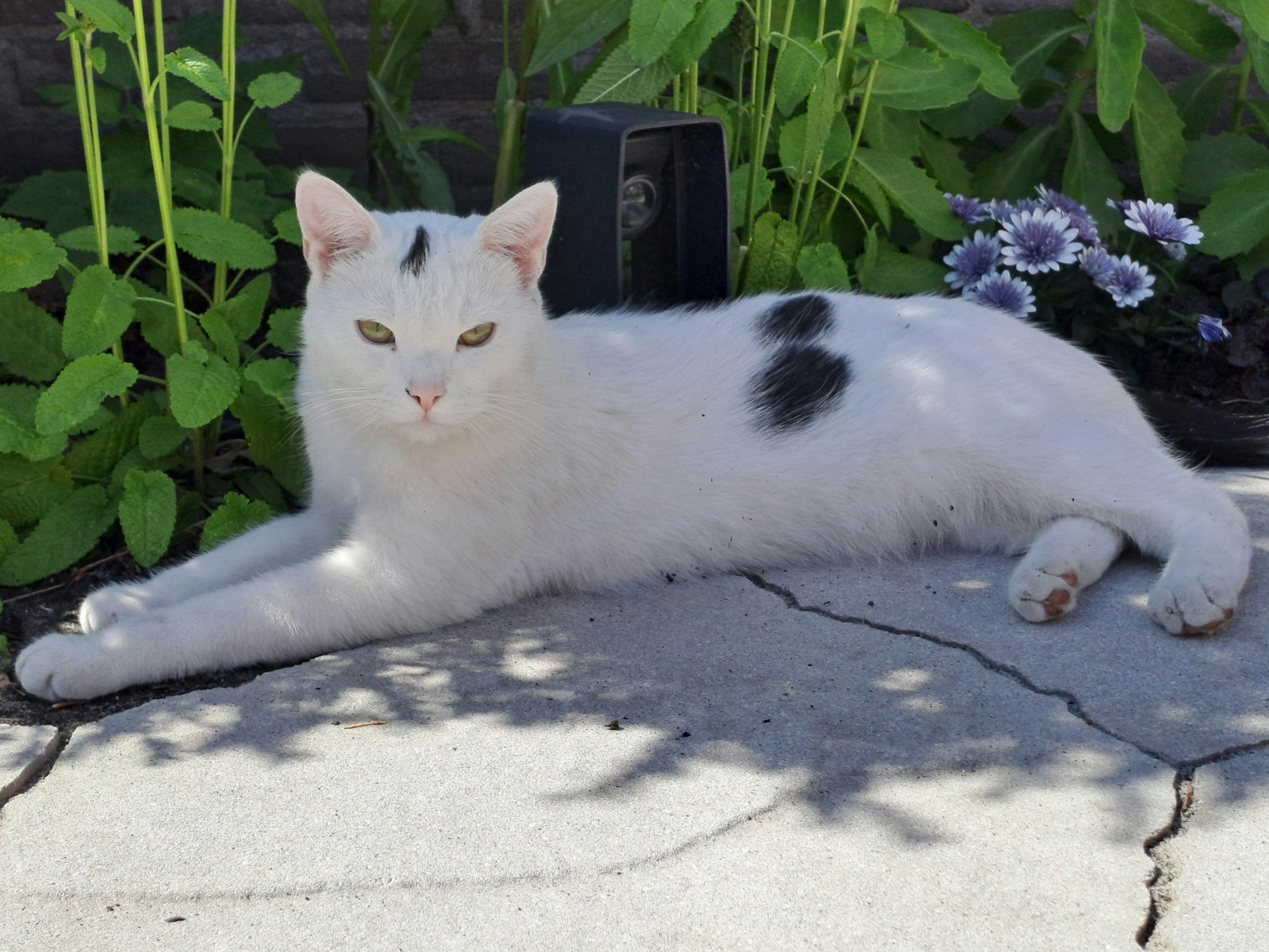 Oreo - Kreienheuvel, Deurne