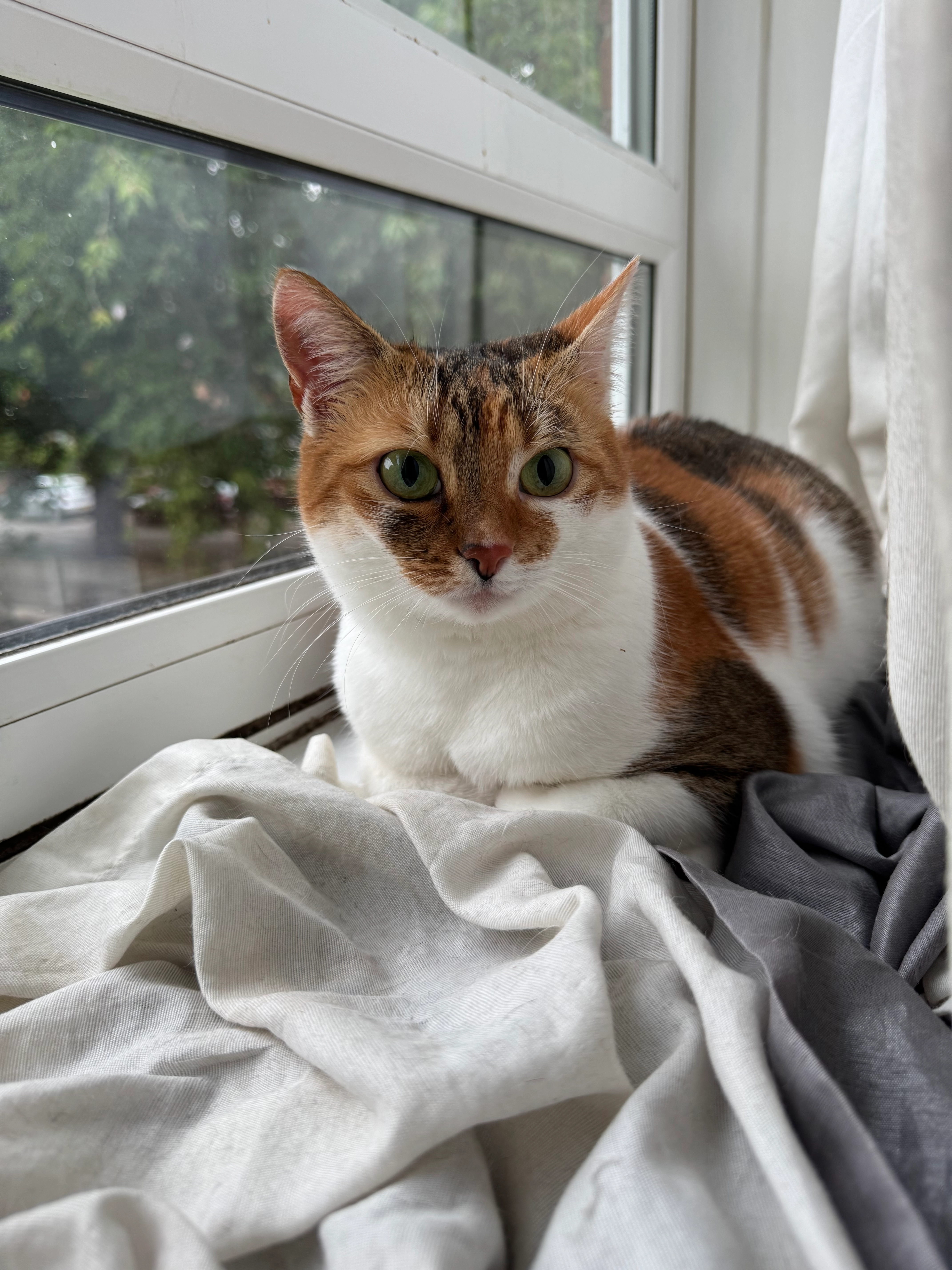 Misa - Arreton Square, Manchester