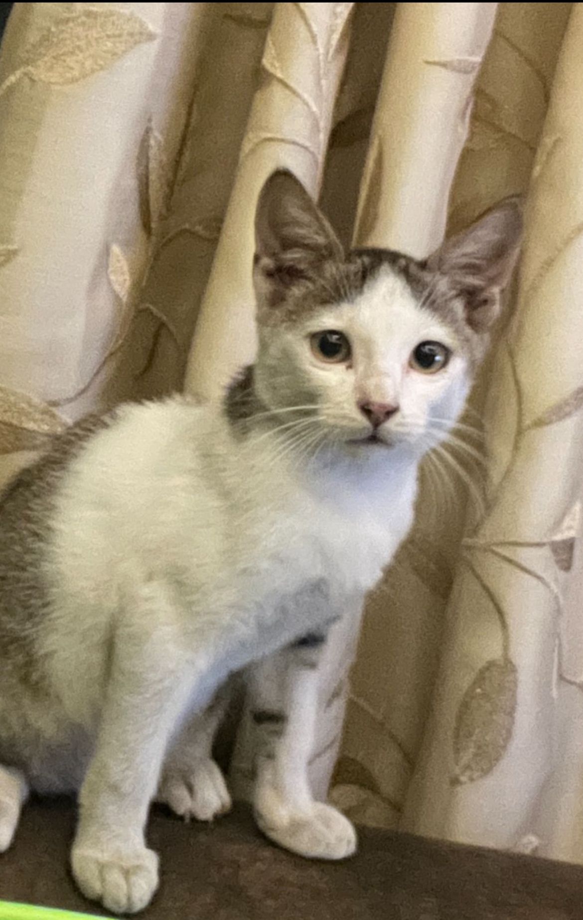 Mau  - Nashik Pune Road, Nashik