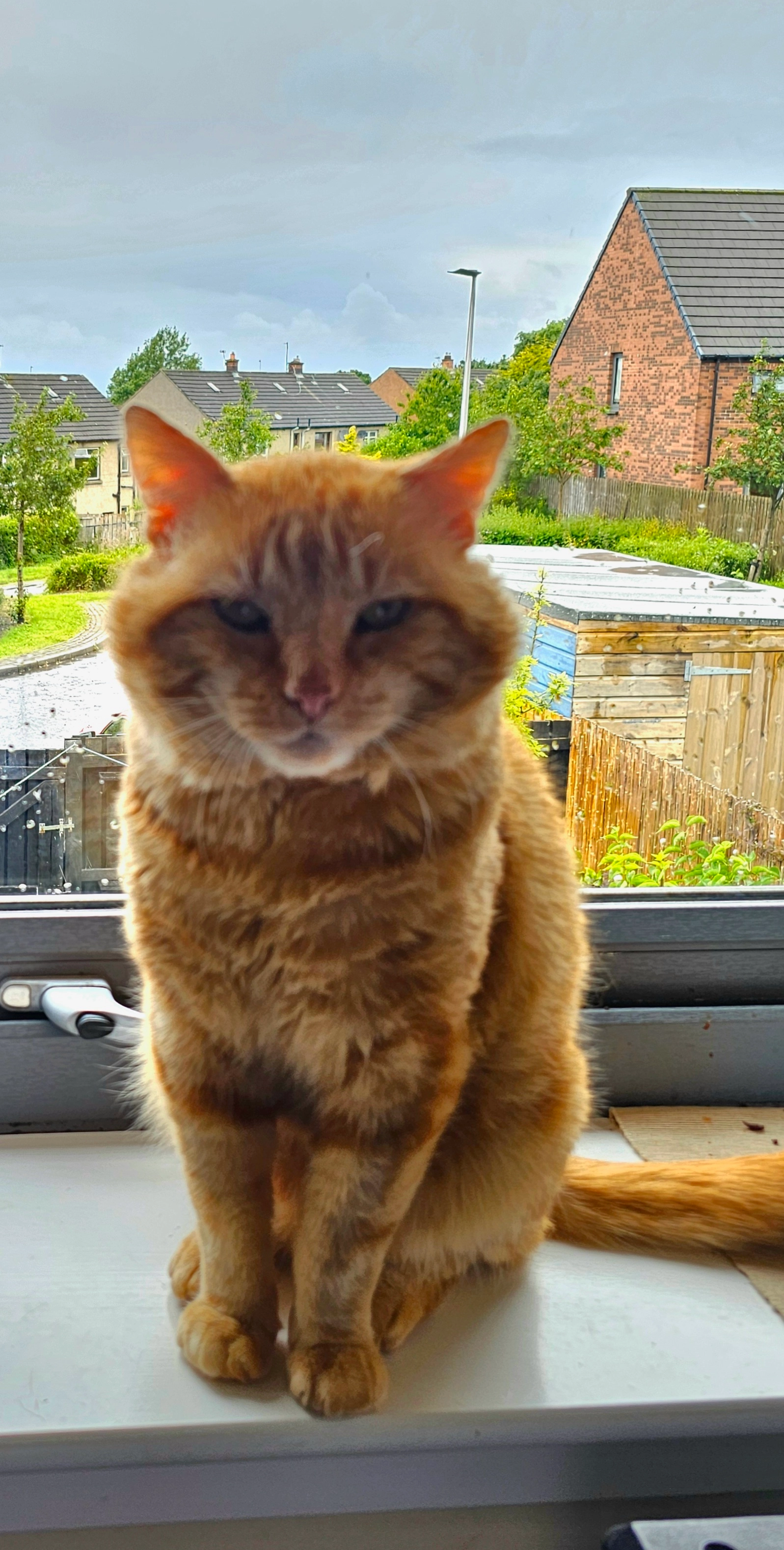 Filemon kichka - Wester Suttieslea Terrace, Dalkeith