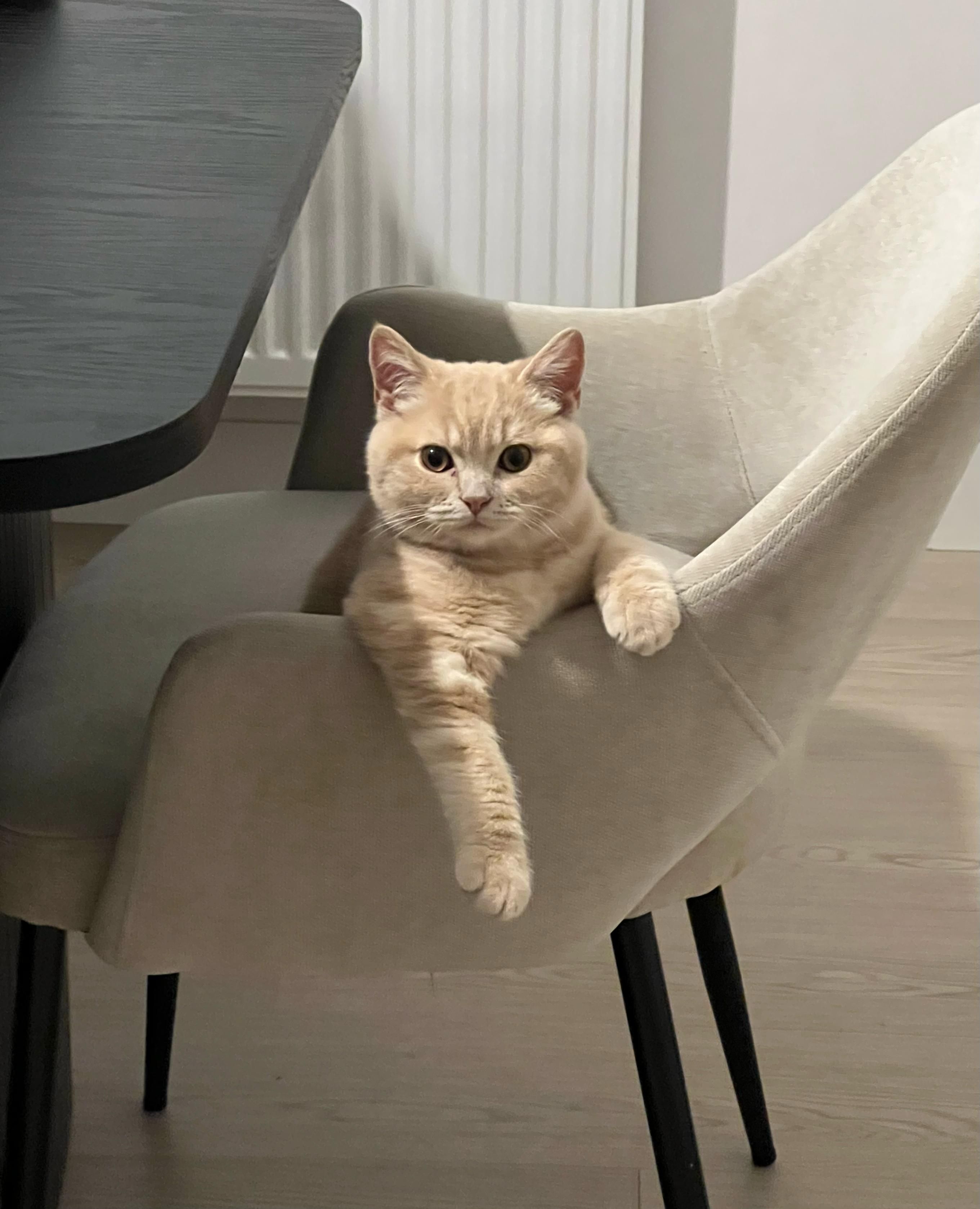 Biscuit  - The Mews, Navan