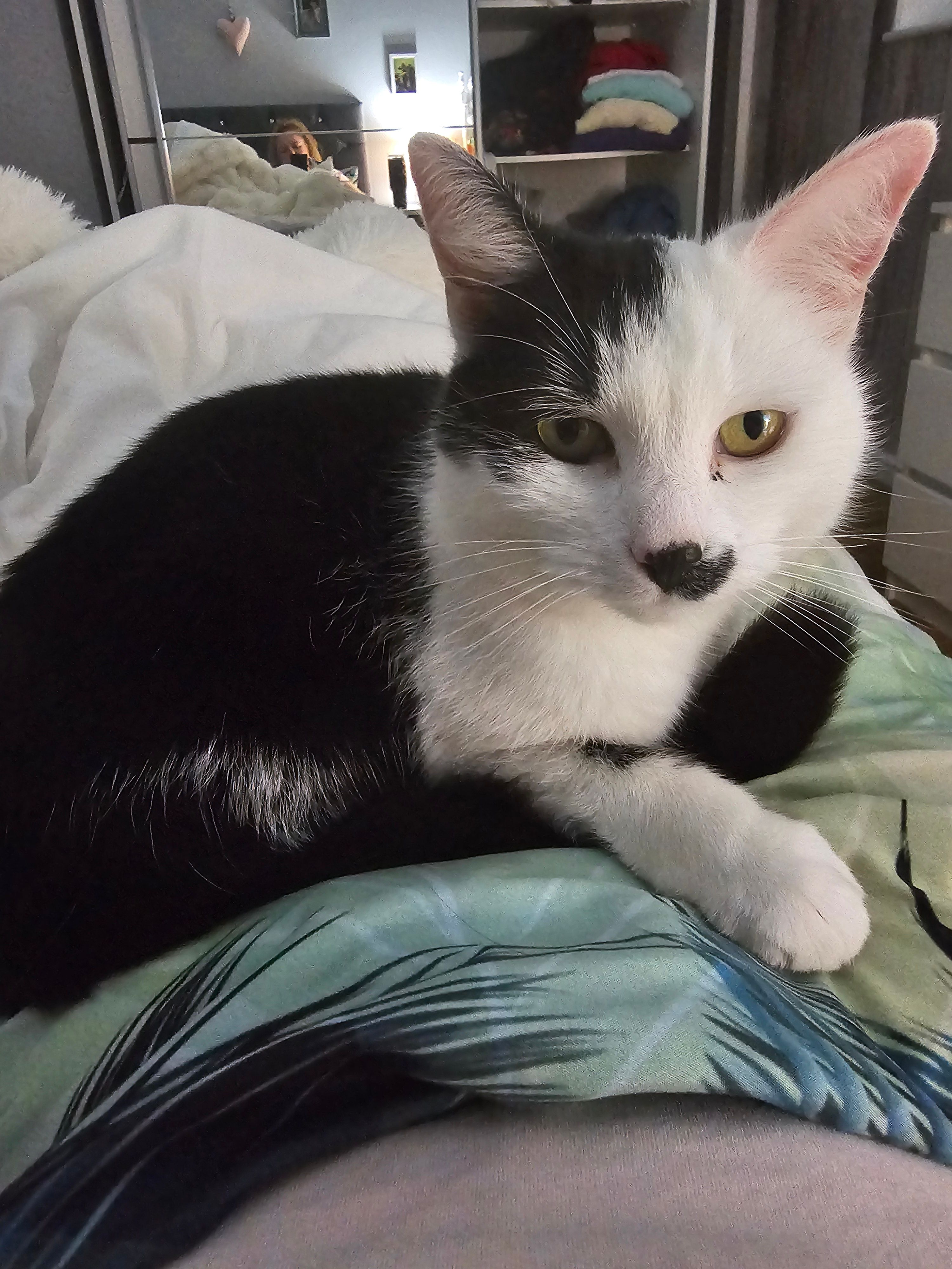 Bella - Rheidol Avenue, Swansea