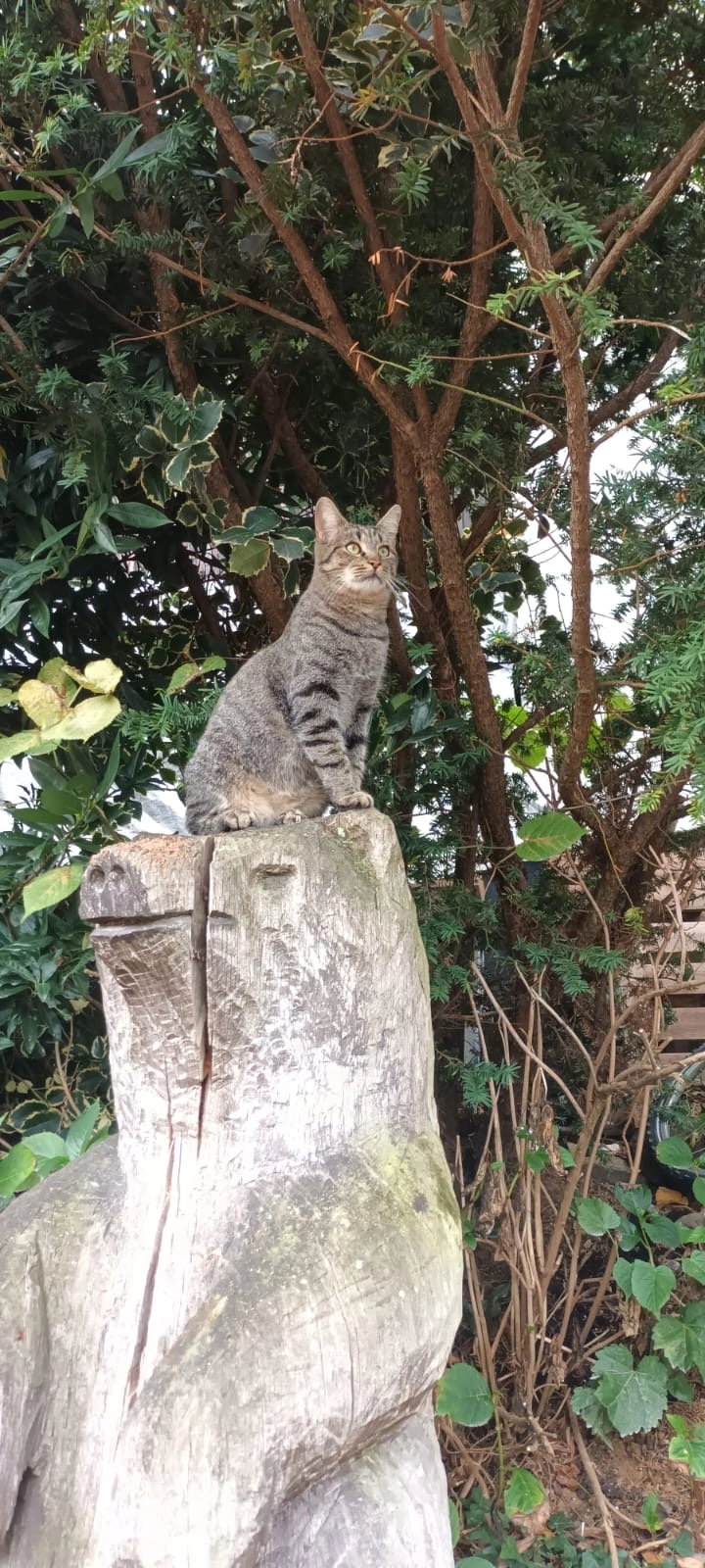 Mogli - Jakob-Bleyer-Straße, Weisenbach
