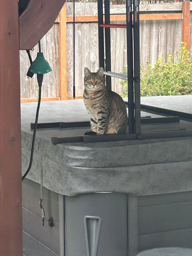Winnie - 1911 Thornton St NW, Olympia