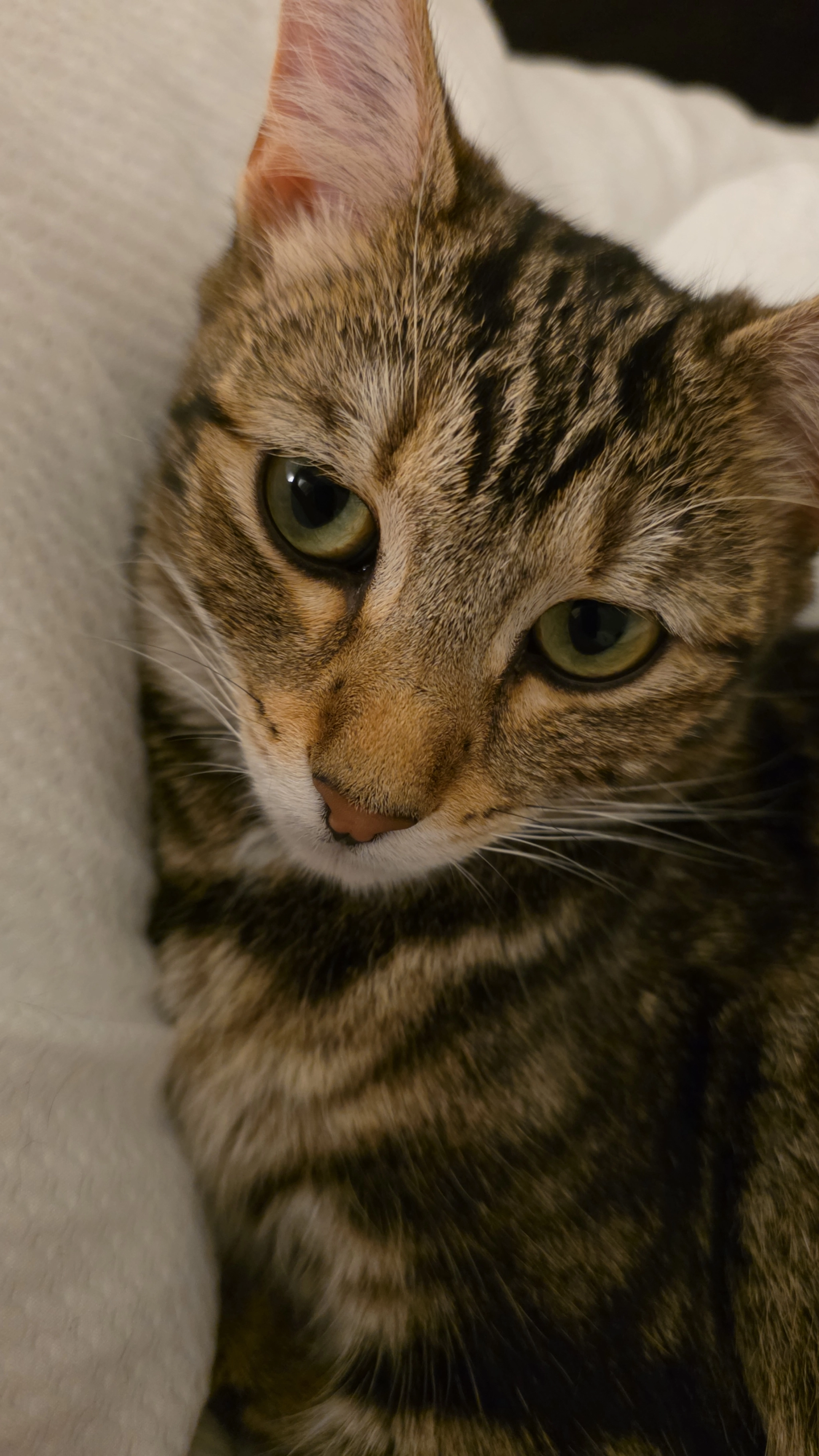 Ghost - Dunning Drive, Oldham