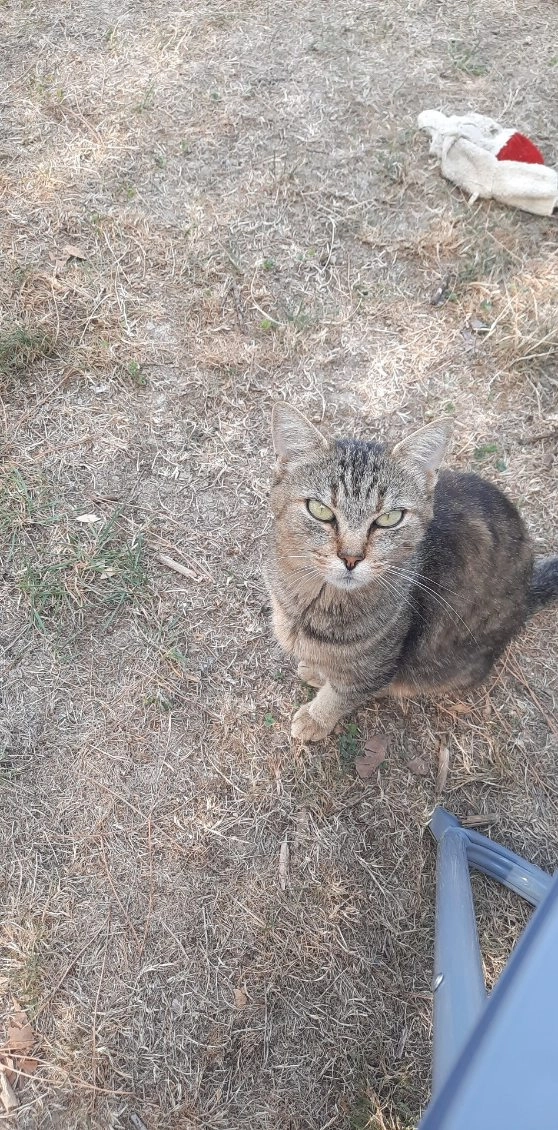 Corona /Coco - La Traverse De La Thalotte, Tonnay-Boutonne