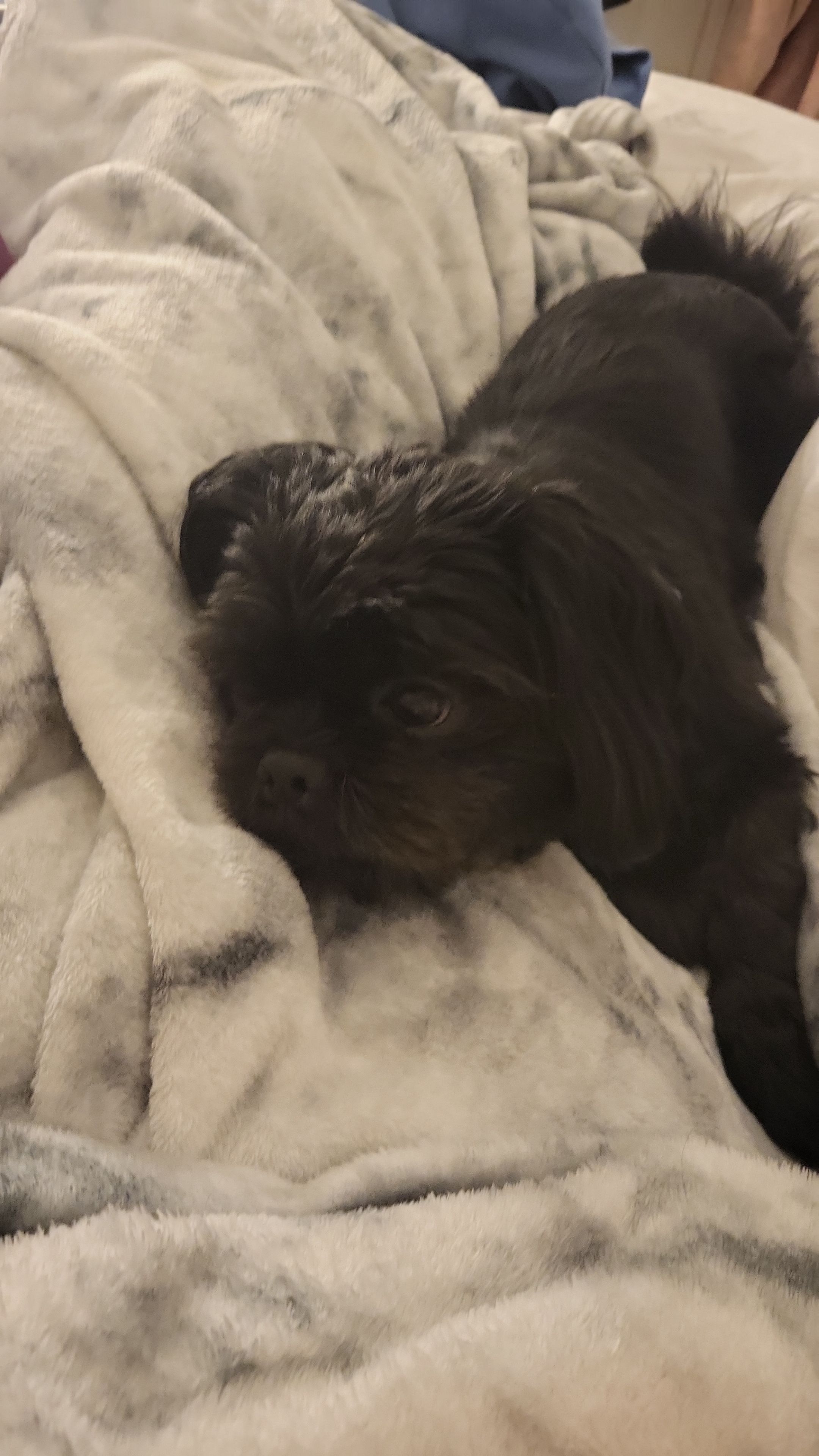 paddy - Grimshaw Lane, Ormskirk