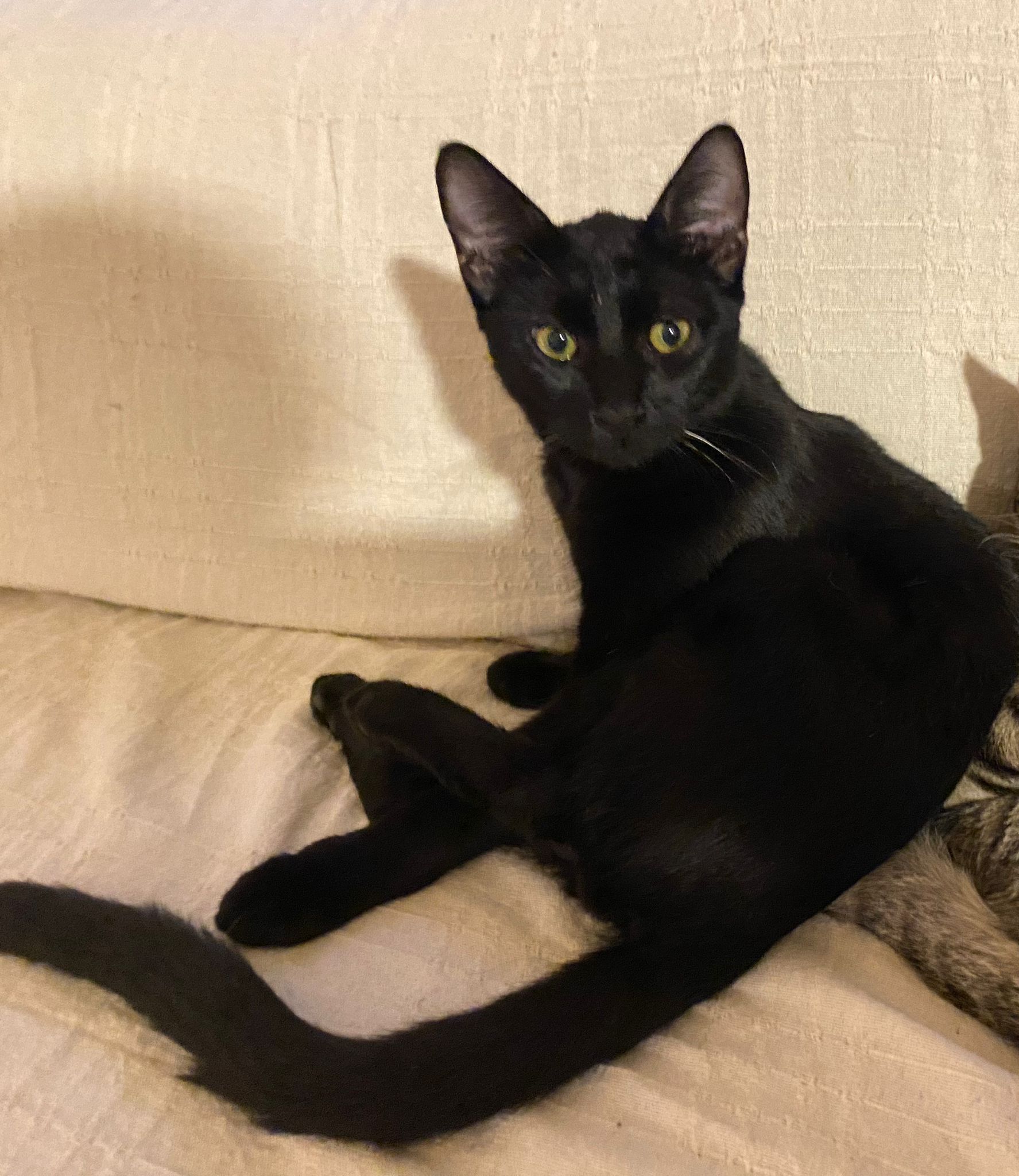 Zenci - İnönü Caddesi, İzmir