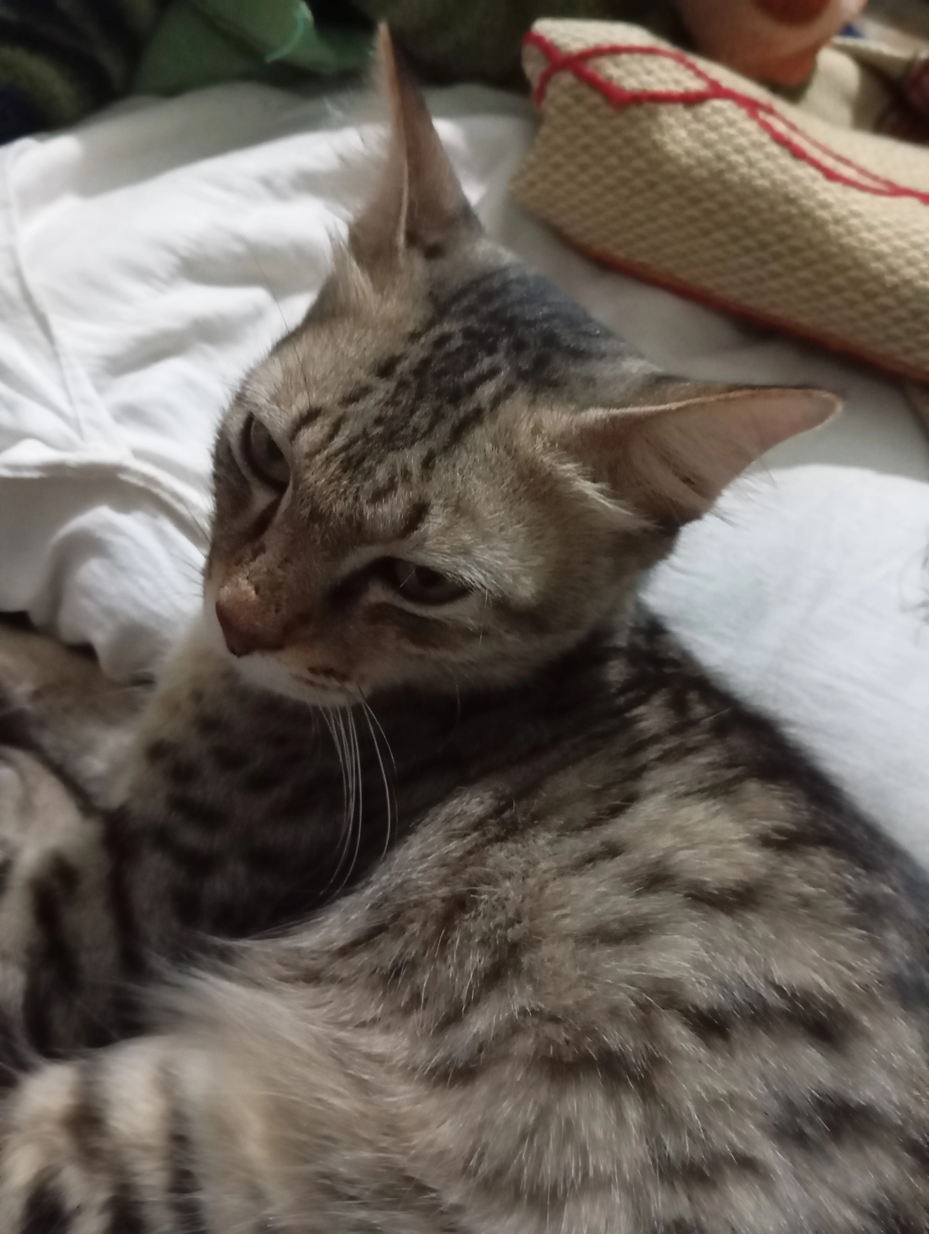 Kajal - Boyiguda govt animal hospital, Secunderabad