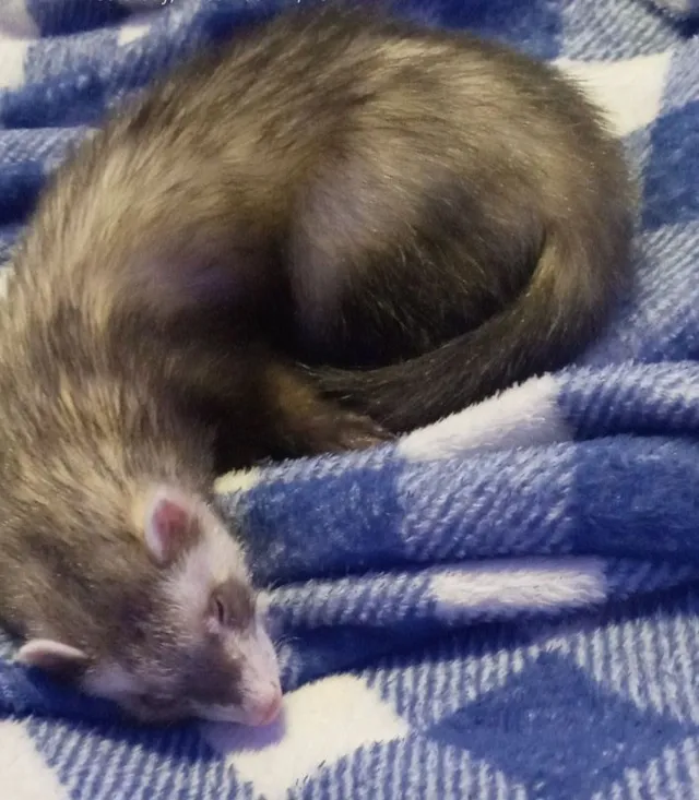 Ferret  - Delacove Homes, Beverly
