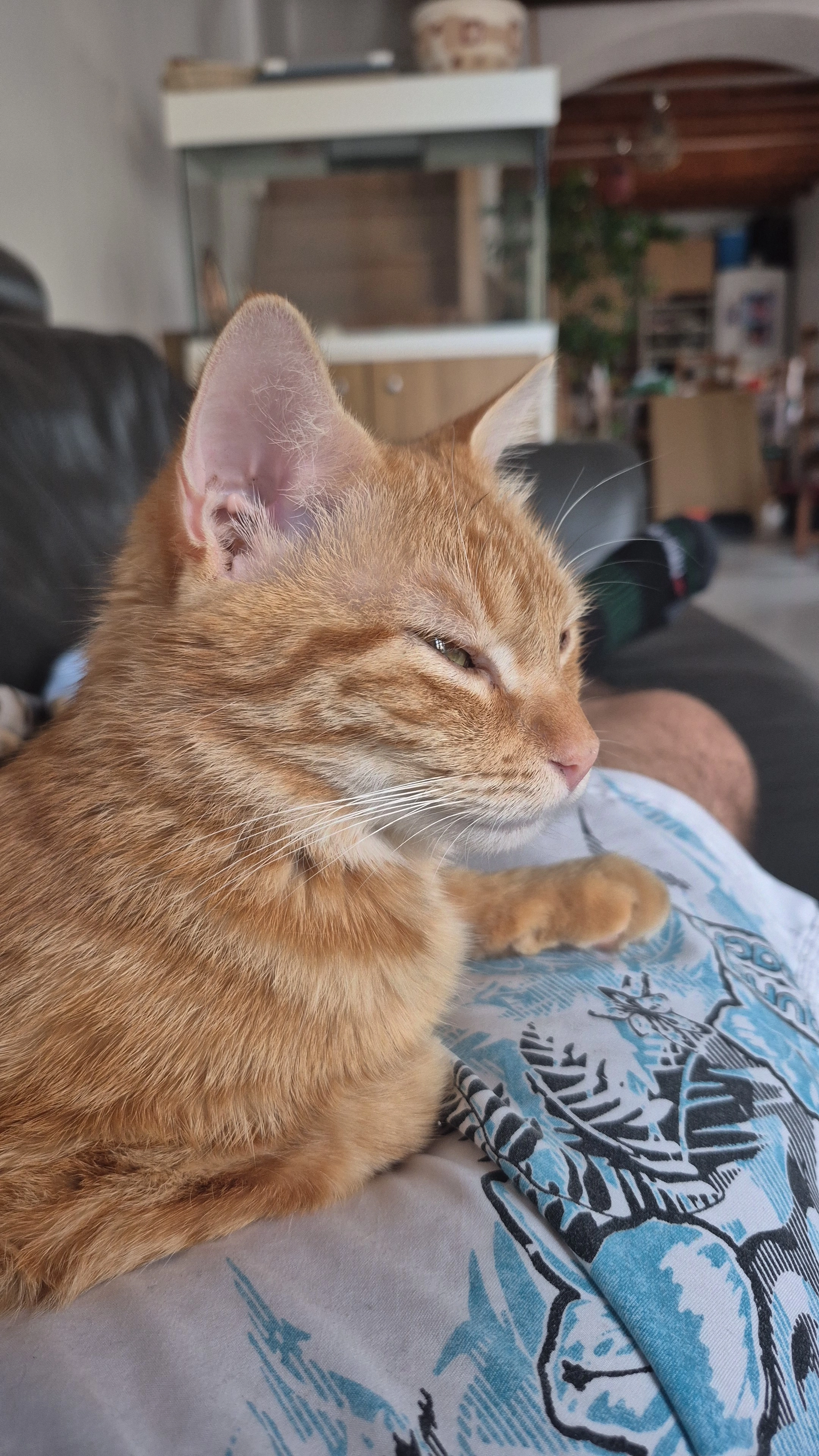 Mia - 1 Rue Albert Labrousse, Vernouillet