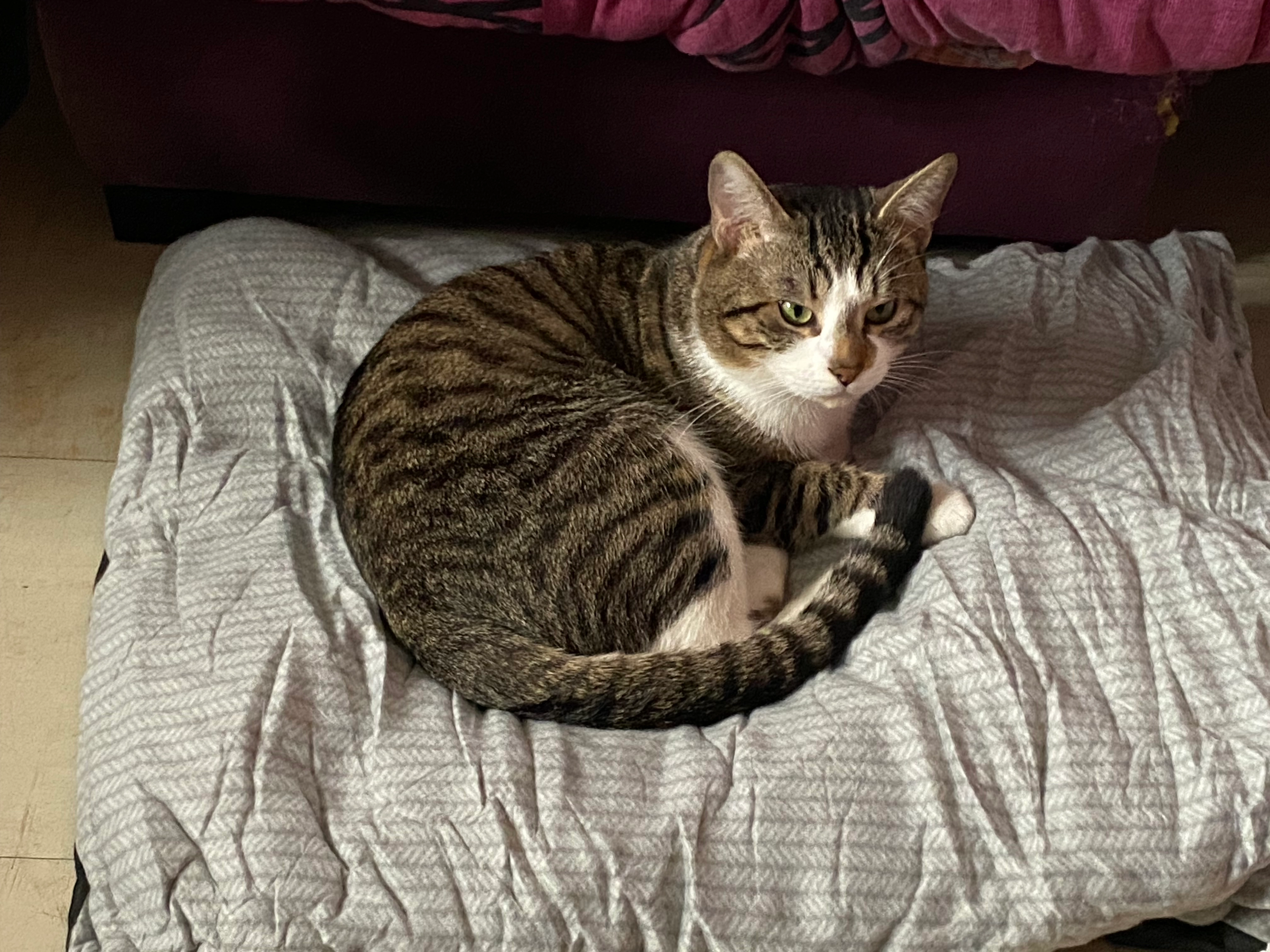 Mimi - Rue De La Madeleine À L'étang, Angoulême