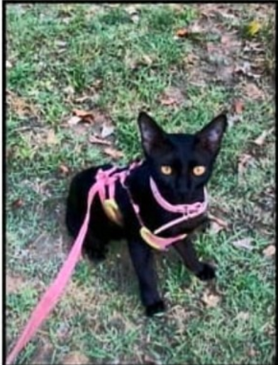 paris - Desh Bandhu Gupta Marg, Dwarka