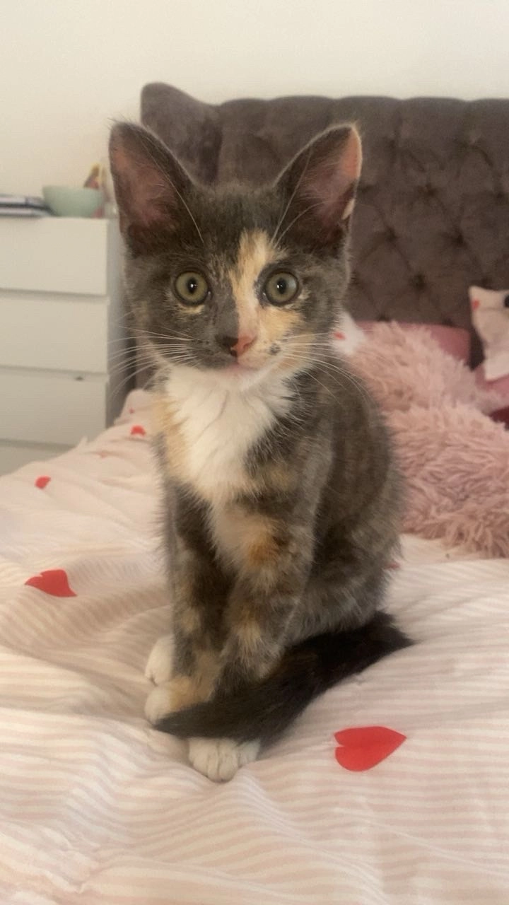 Willow  - Maplehurst Road, Eastbourne