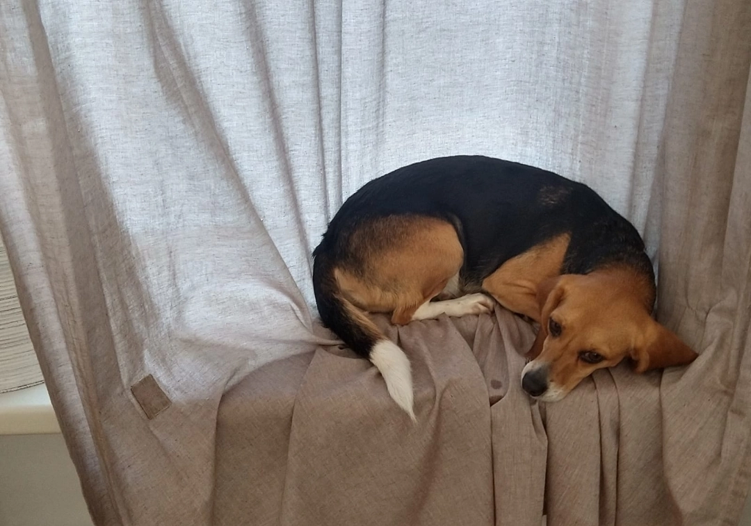 Zaira Ronja  - Burgemeester de Meesterstraat, Harderwijk