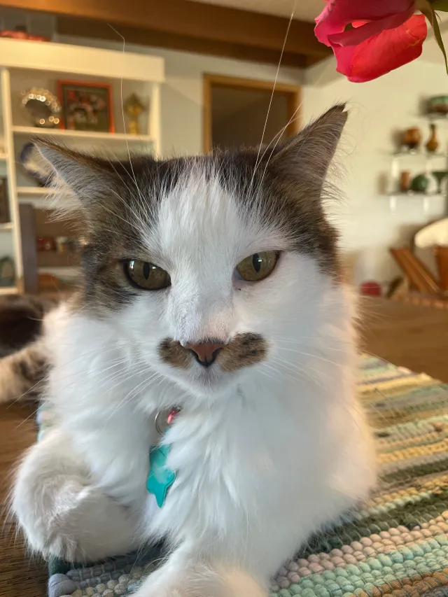 Tucker - Woodland Place, Costa Mesa