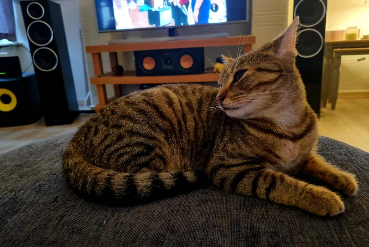 Tilly - Poulton Road, Morecambe