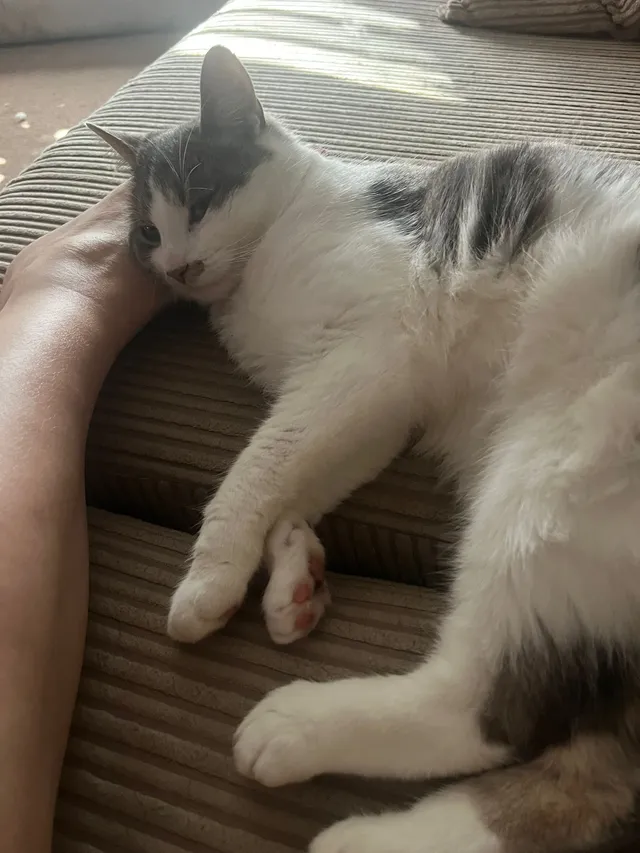 Coco - Stortford Road, Dunmow