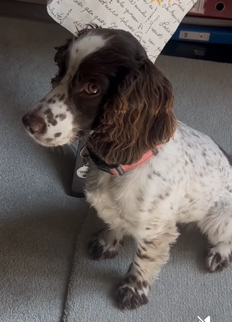 Rosie - Bath Road, London