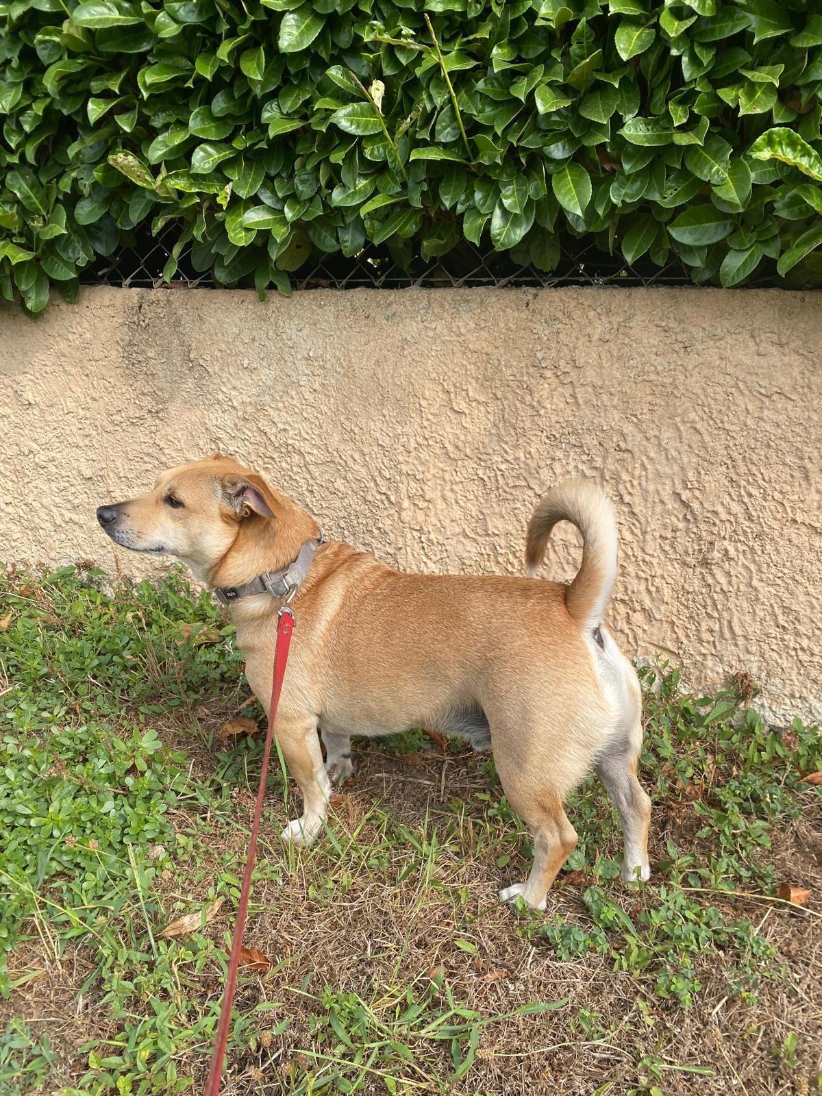 Pacou - Allée Du Grand Camp, Lyon