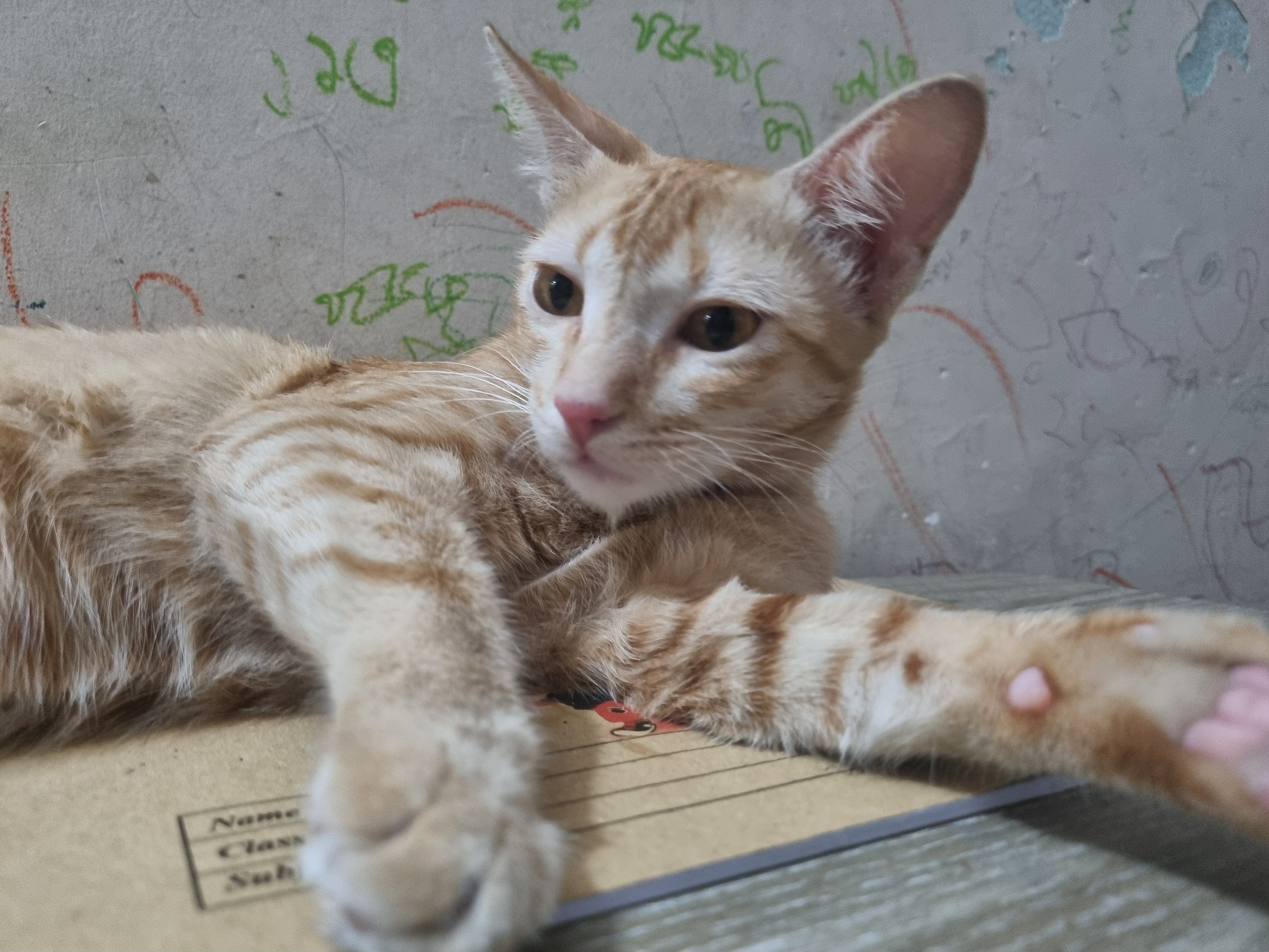 Mini - Double Mooring Thana, Chittagong