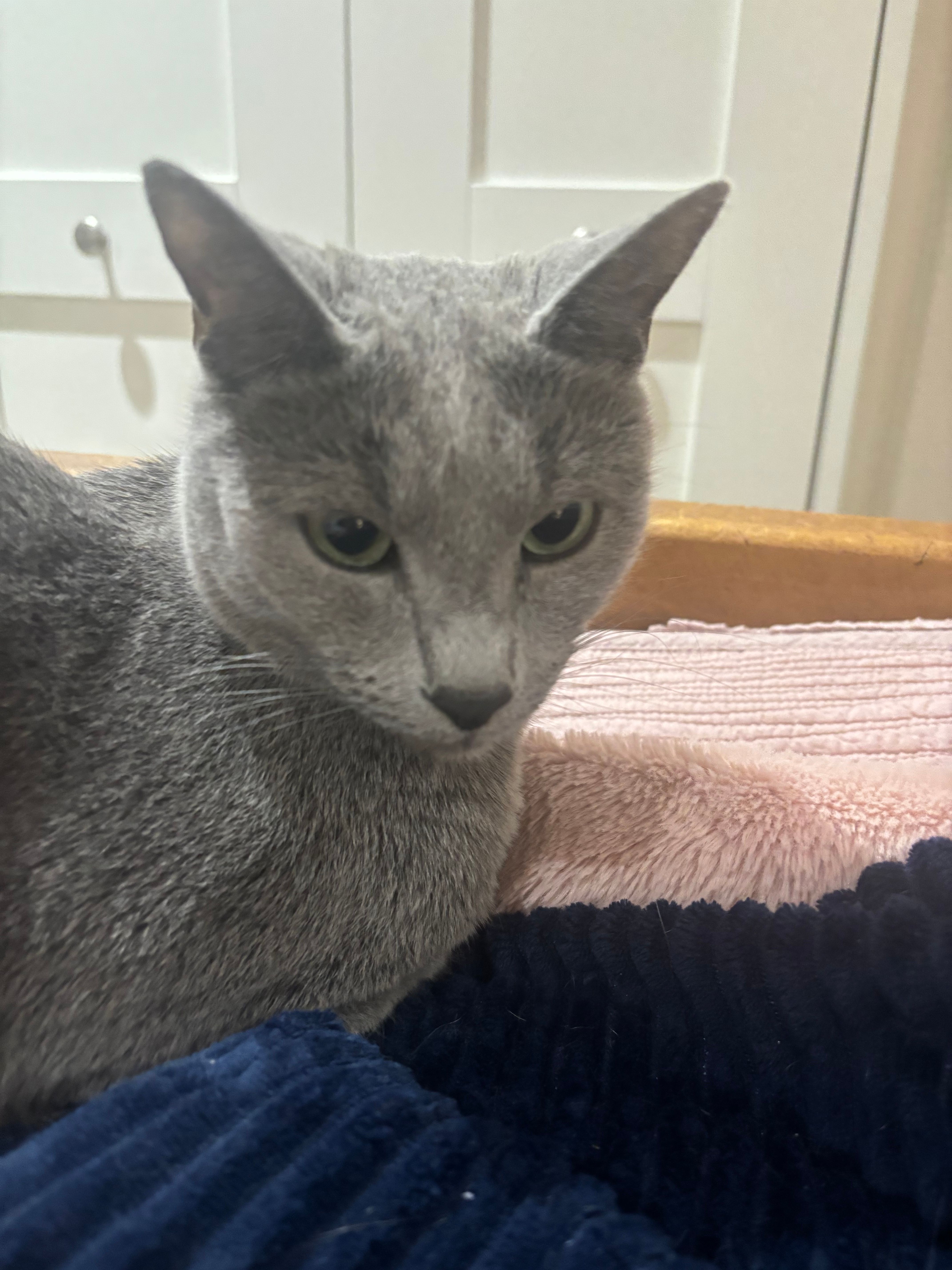 Charlie - Kilton Court, Richmond