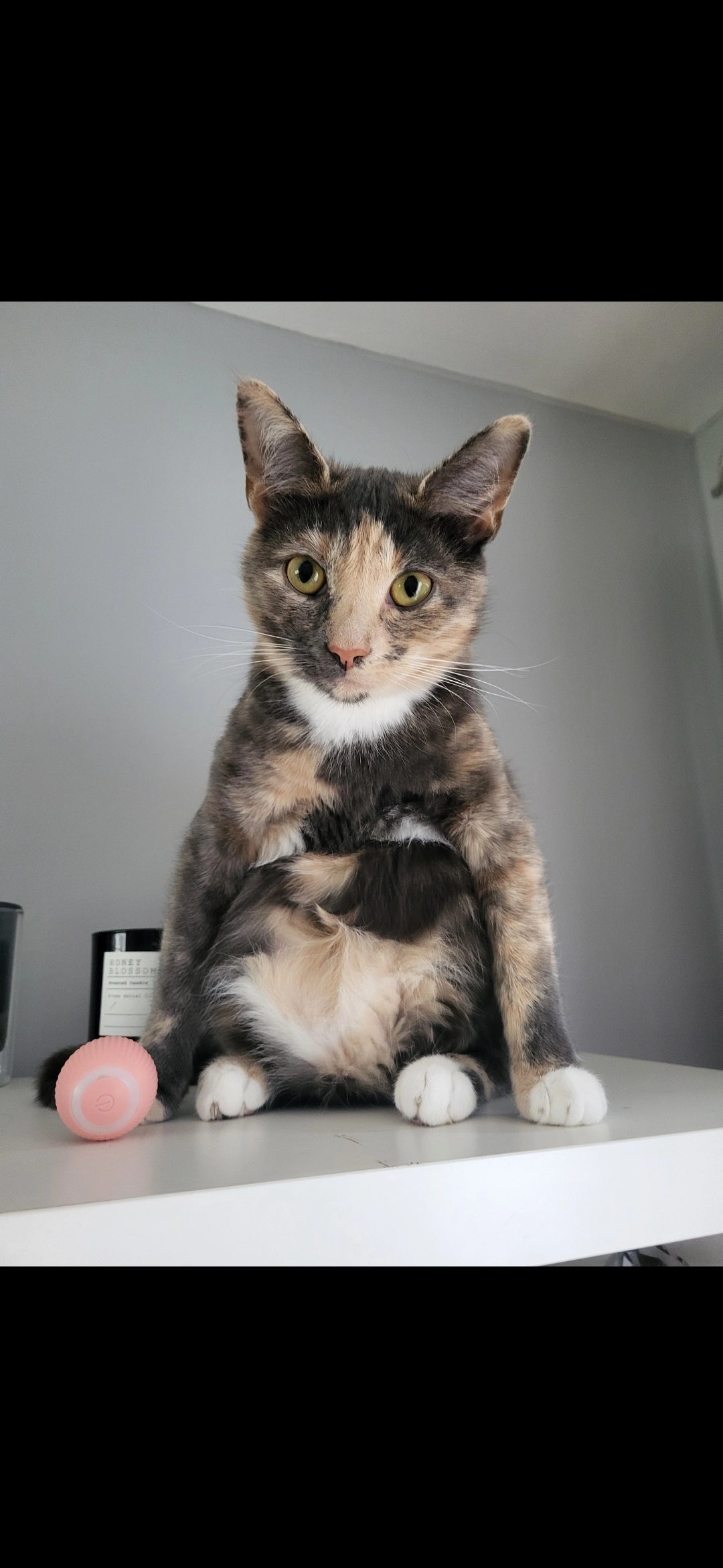 Sookie - Station Road, Shotts