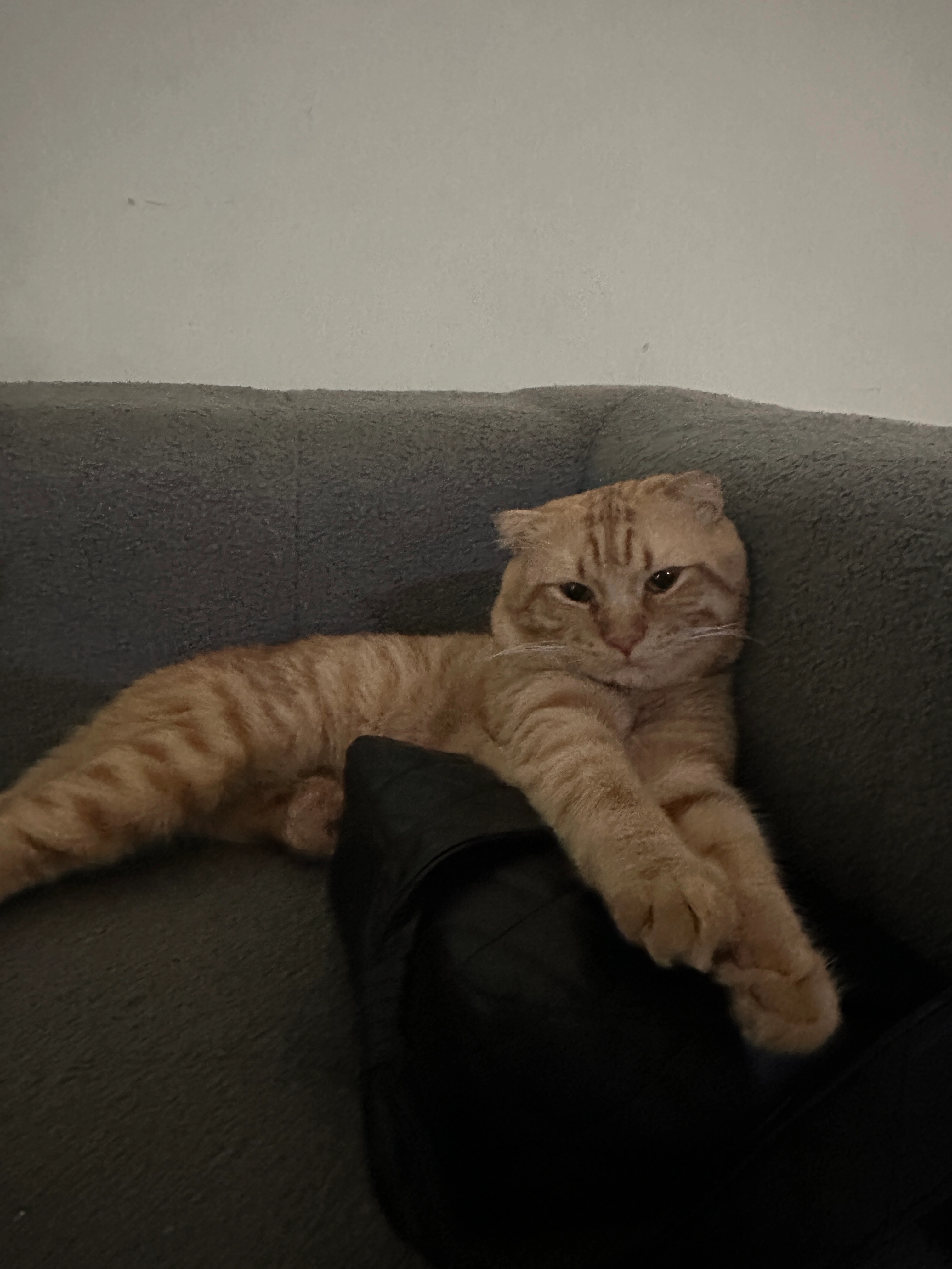 Peanut - 25150, Kuantan