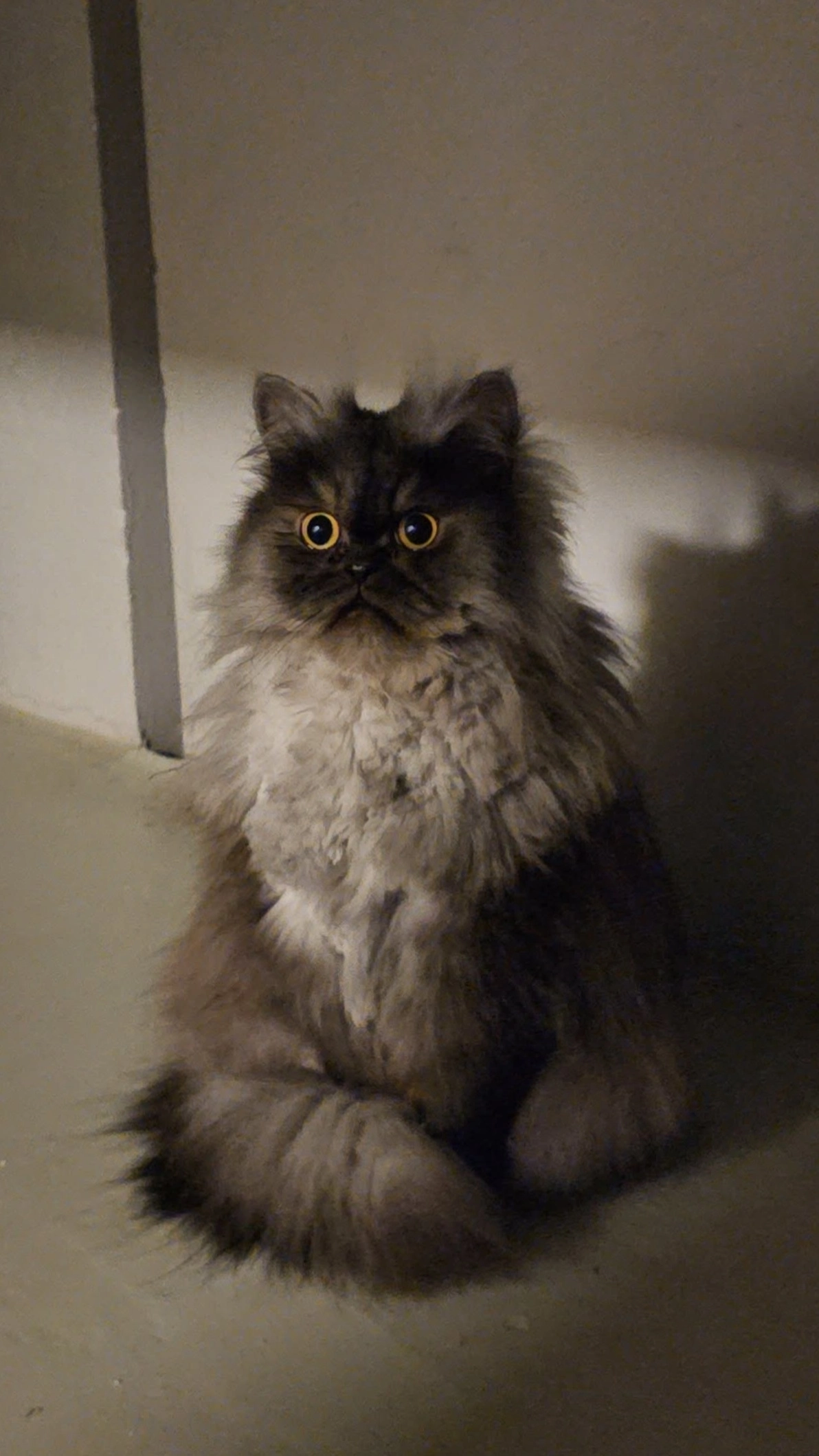 Tom - Grünaustrasse 21, Buchs