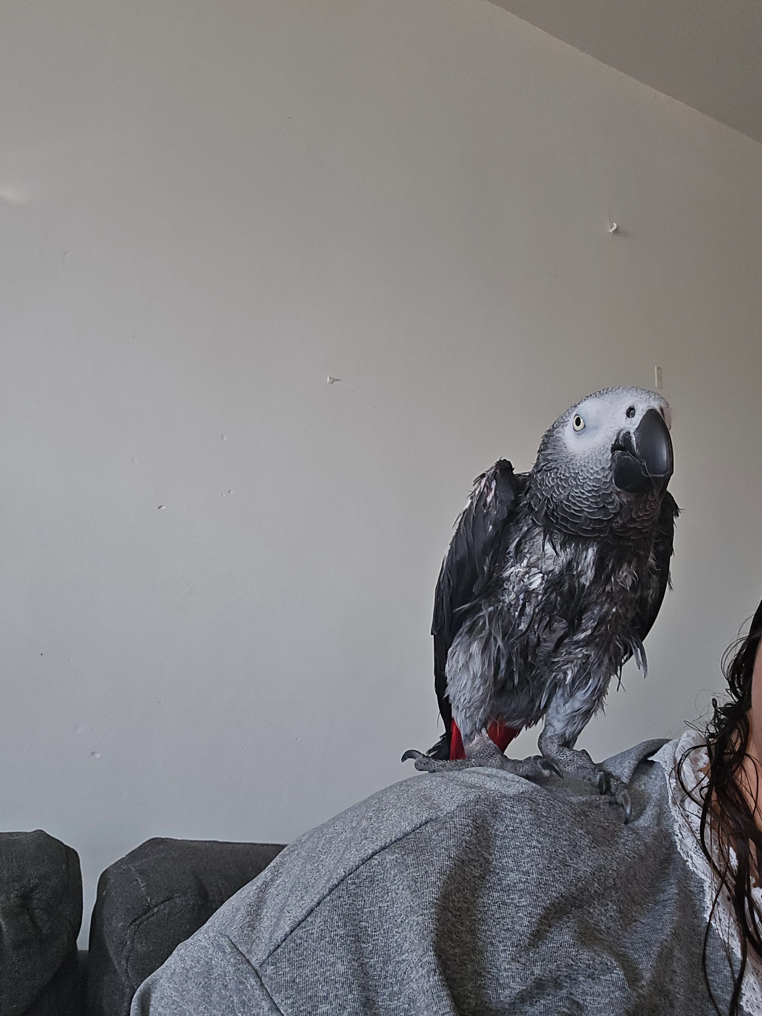 RICCO - 311 Avenue Atherbea, Bidart