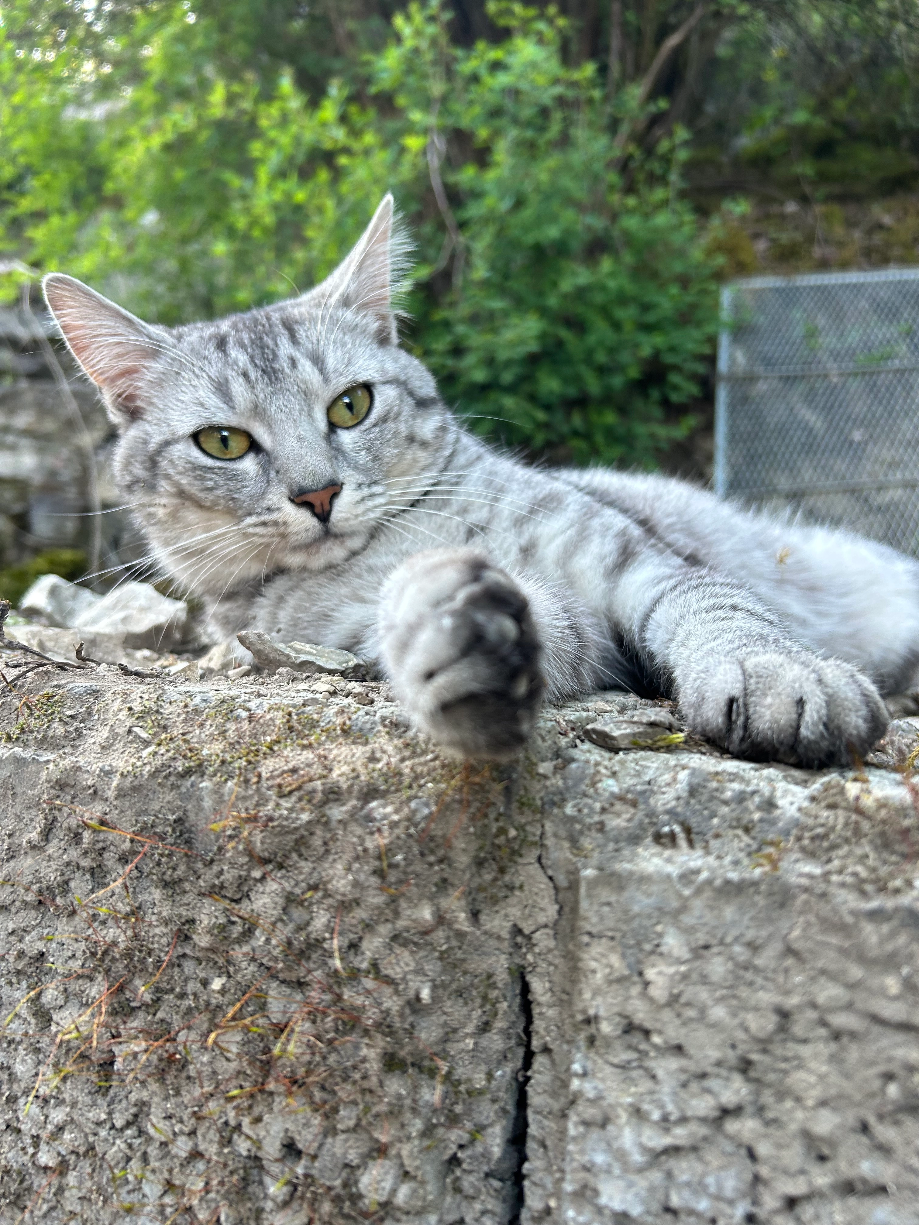 Camus - 72160, Horb am Neckar