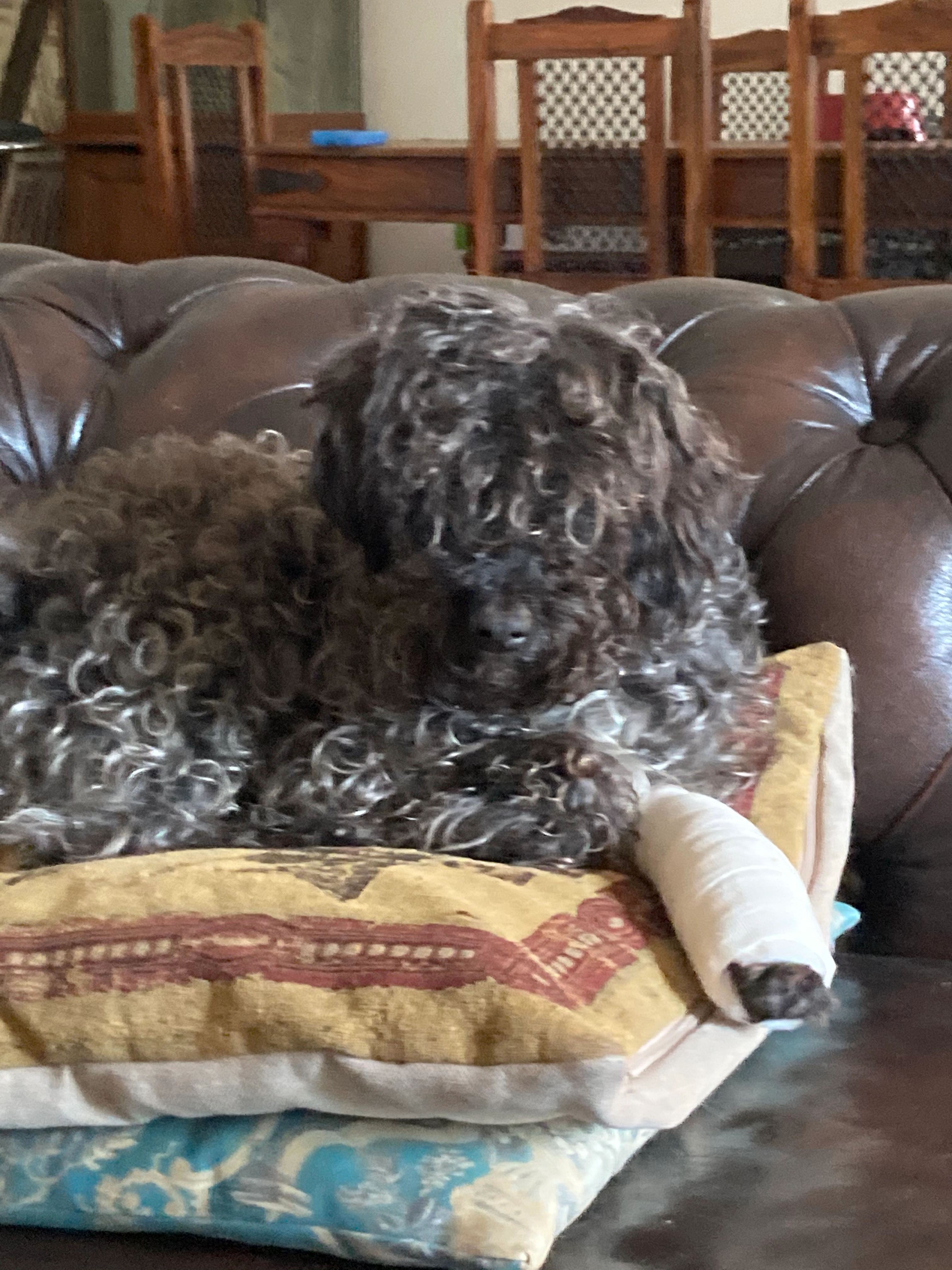 Prince  - Rue Charles Baudelaire, Boulazac-Isle-Manoire