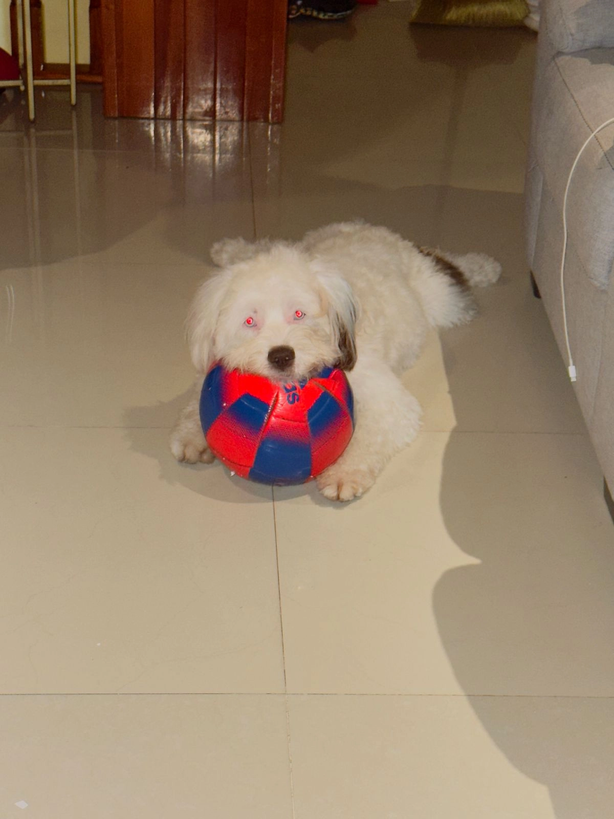 cookie - Avenida Manuel Martínez Barea, Lorca