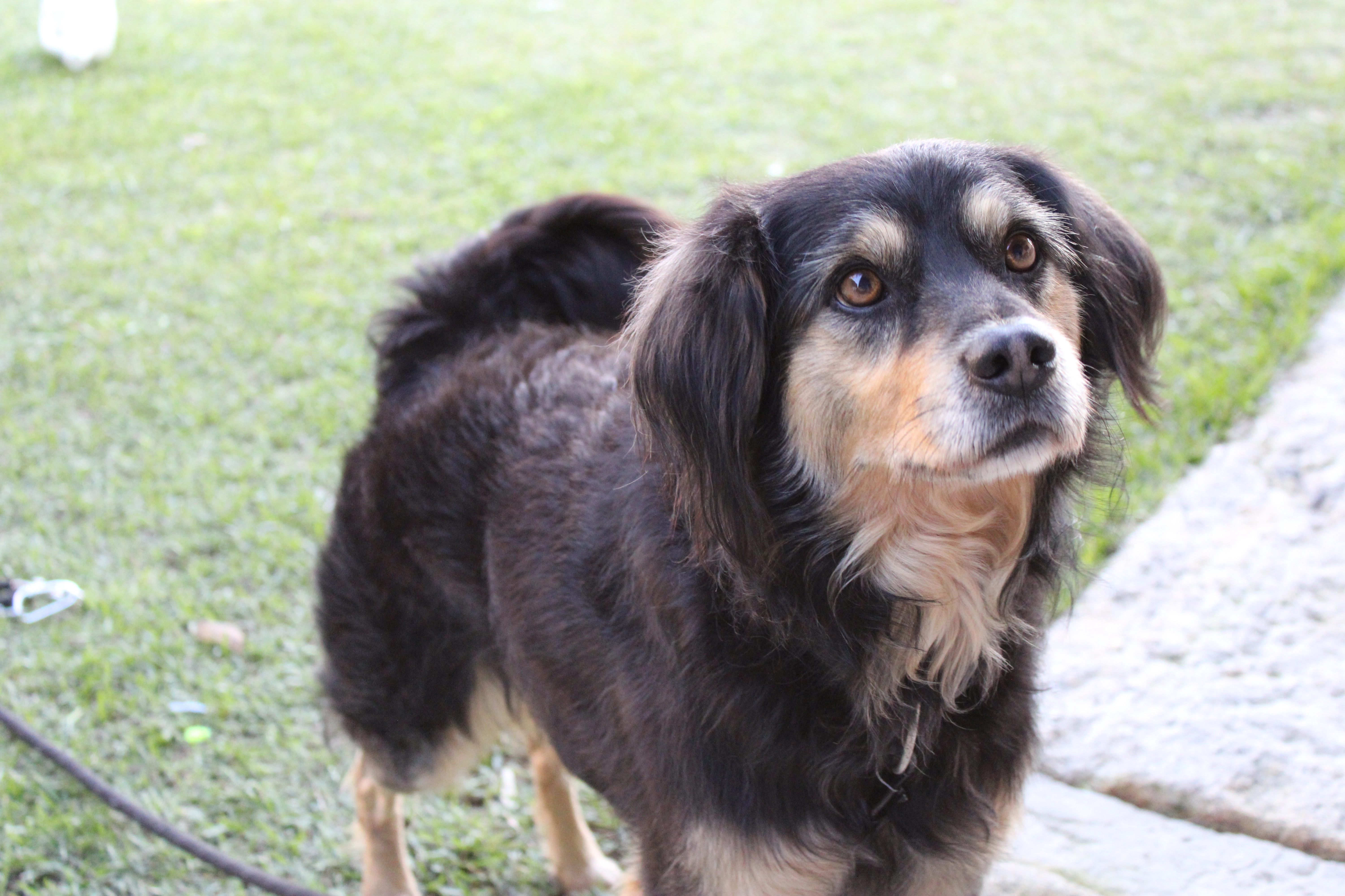 Faísca  - Travessa Da Padela, Anha