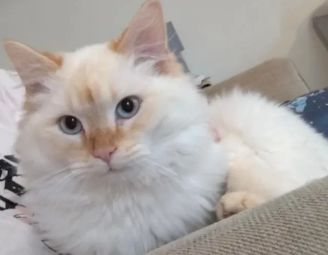 Casper - Newby Crescent, Harrogate