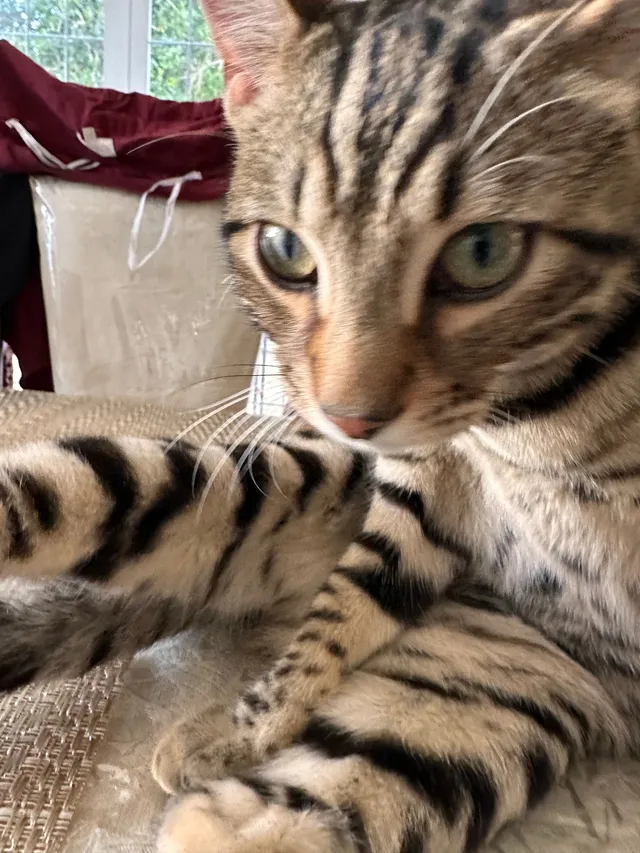 Missing Cat - CR8 3, Purley