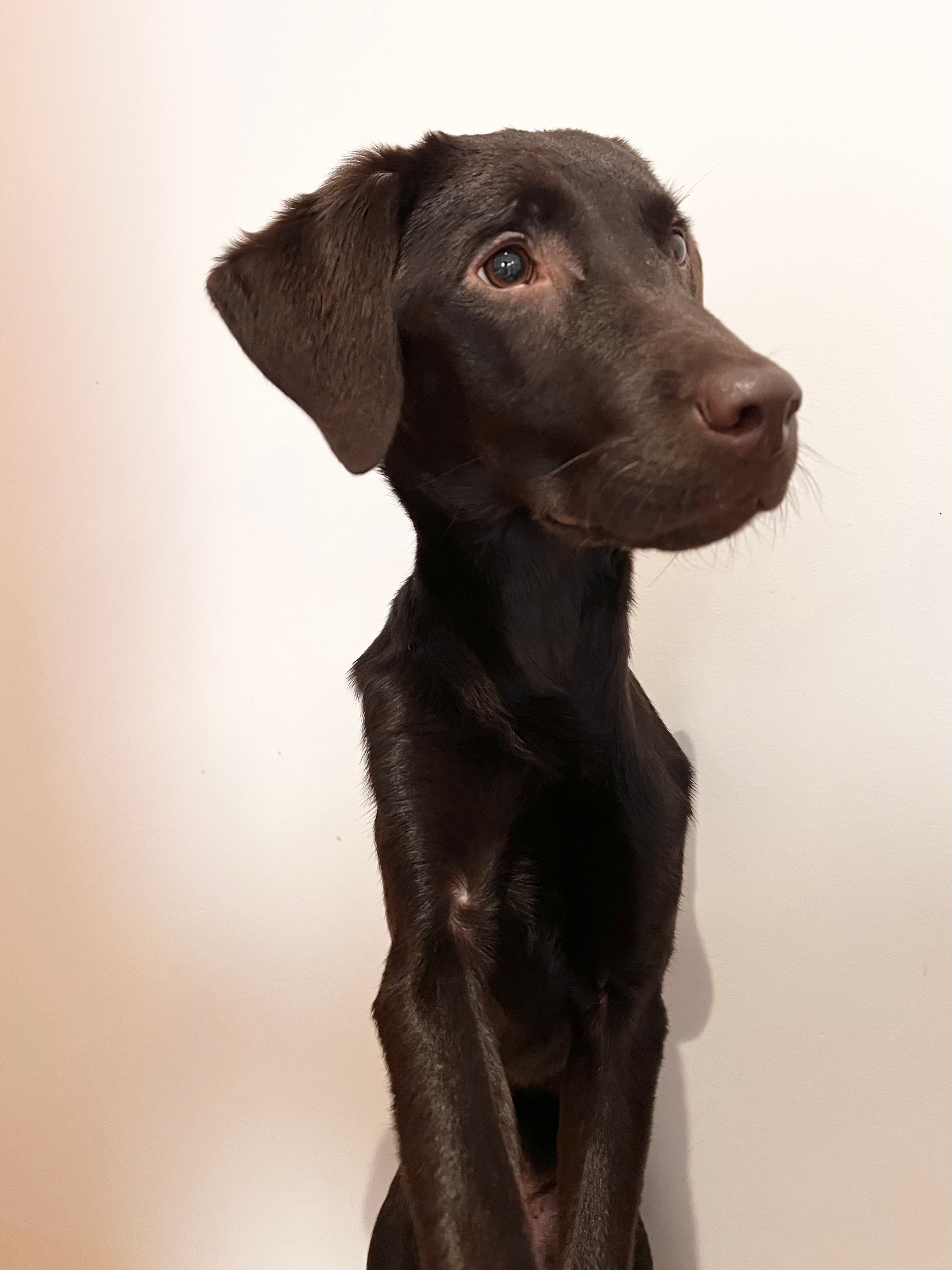 woody - Chambers Street, Edinburgh