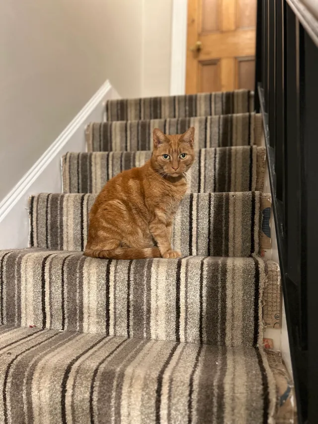 Lonnie - Beaconsfield Road, Maidstone