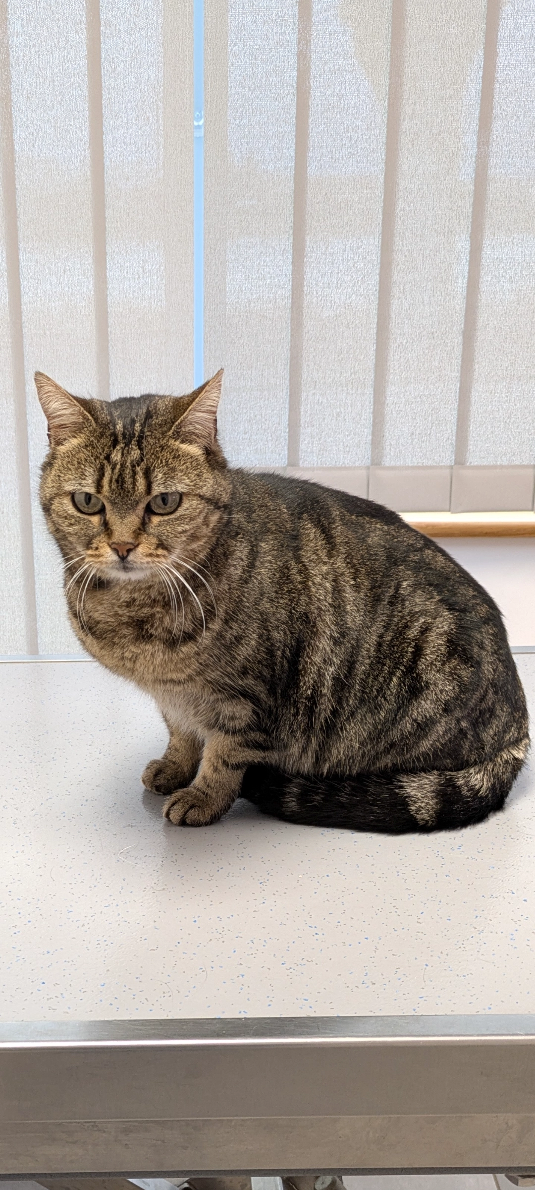 Mimine - 45500, Saint-Gondon