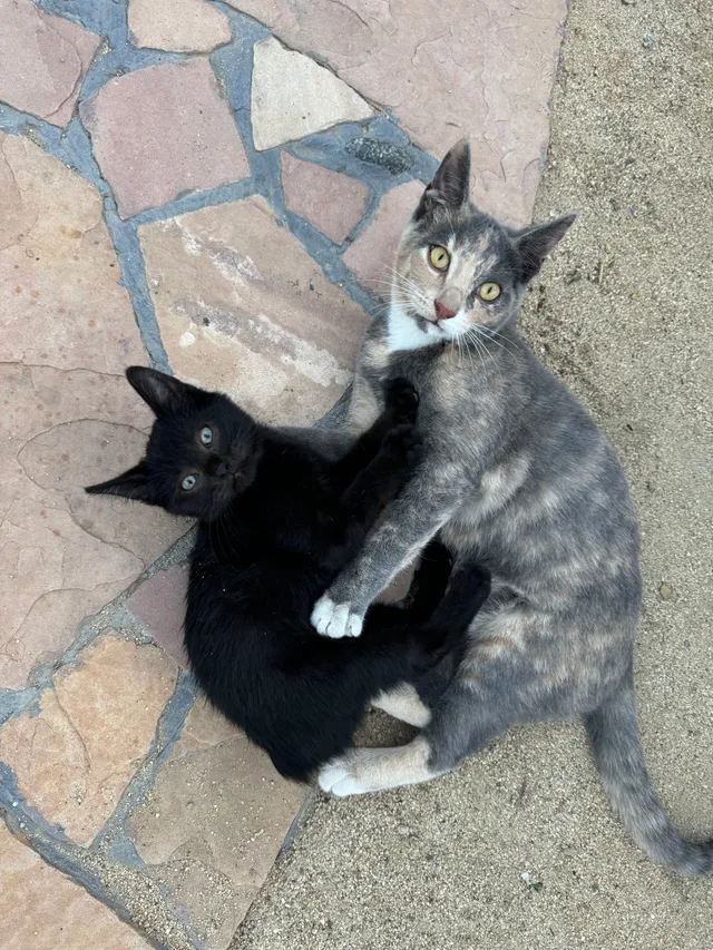 Pinta and Panterita - 40425 Juniper St, Murrieta