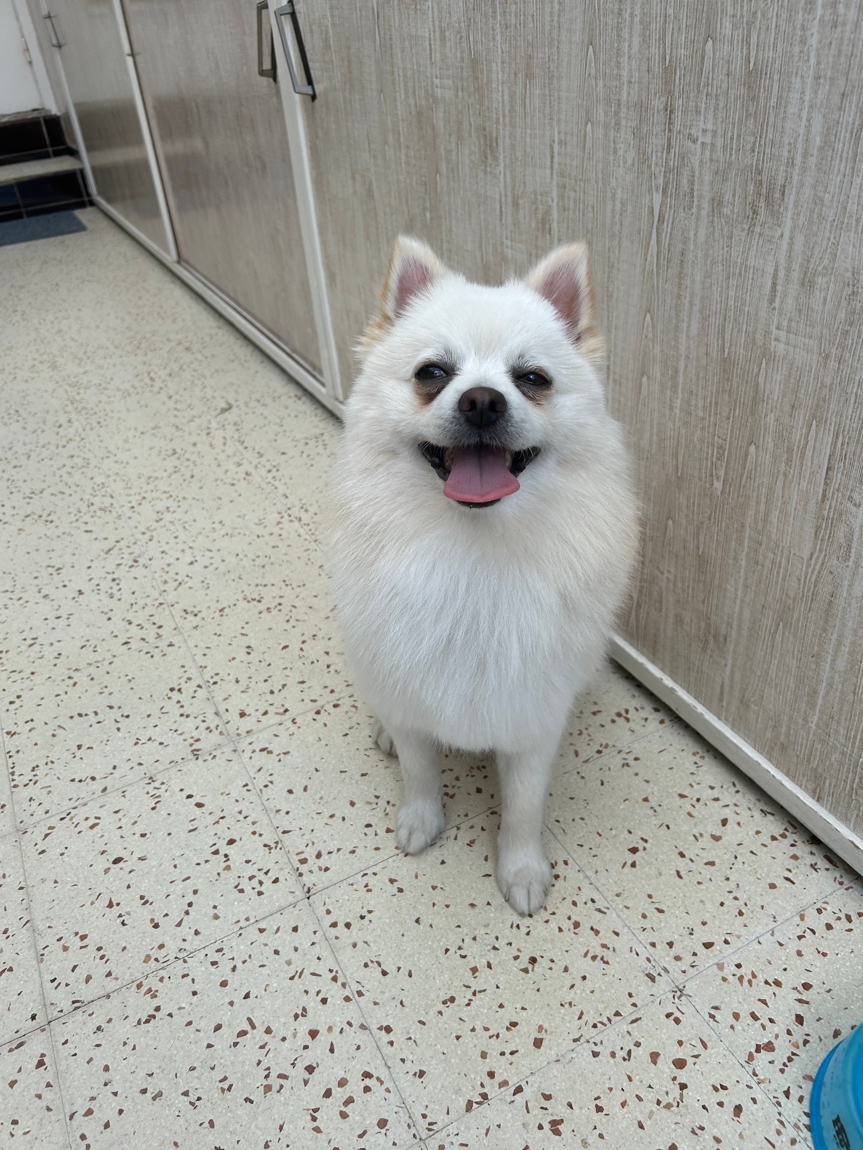 Pukky  - Hoogbaan 121, Dilsen-Stokkem