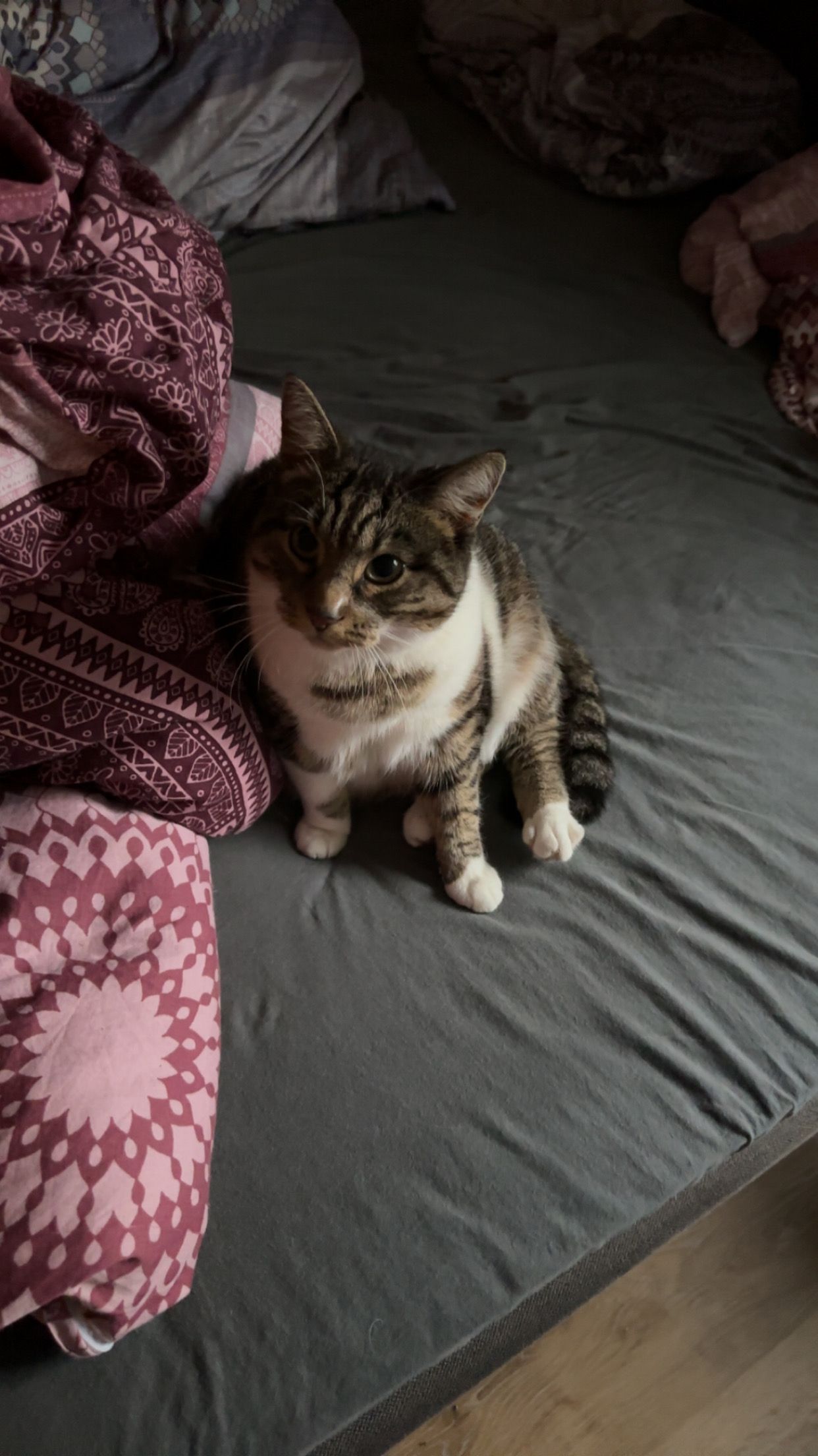 Pocahontas ( Poca) - Höllererstraße 7, Bruck an der Großglocknerstraße