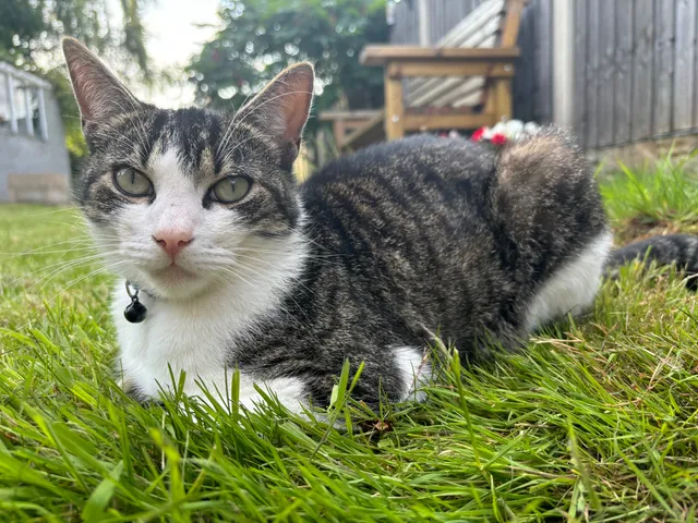 Jinx - Cromwell Drive, Doncaster