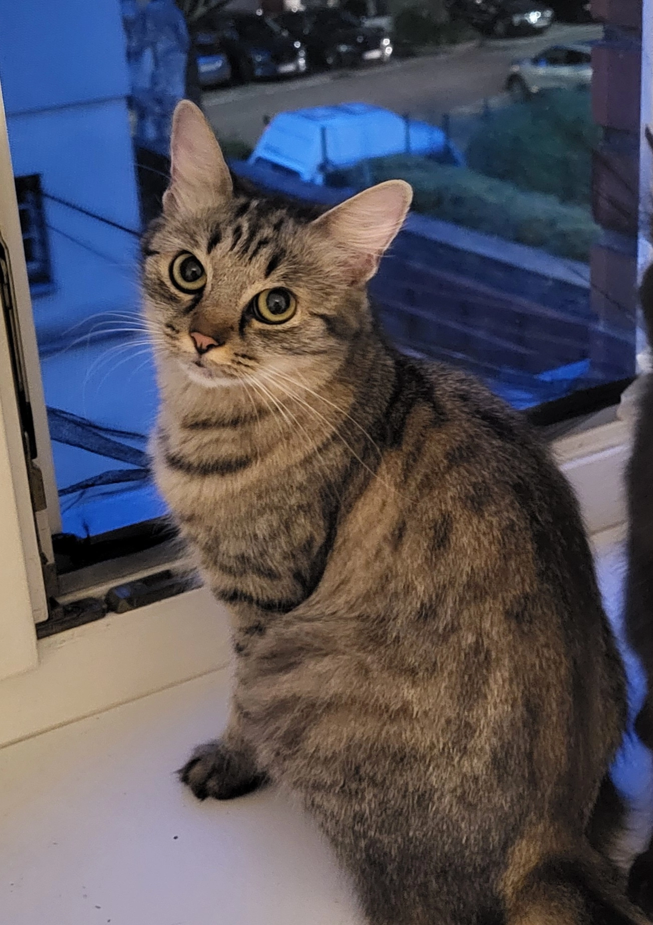 Pünktchen - Josefstraße, Sankt Pölten