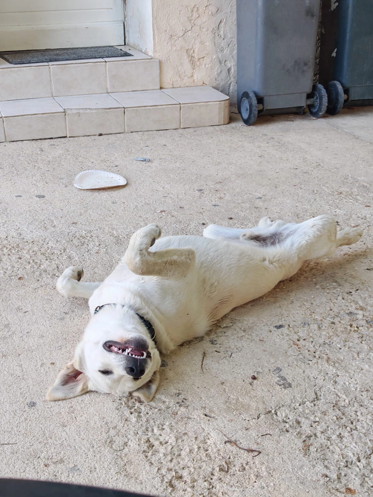 Thor et loki - 5 Chemin des Macreuses, Marignane