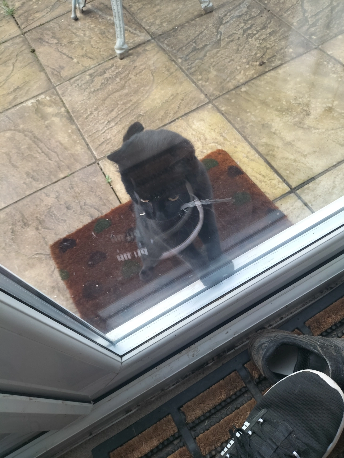 Elsa - ME1 2, Rochester