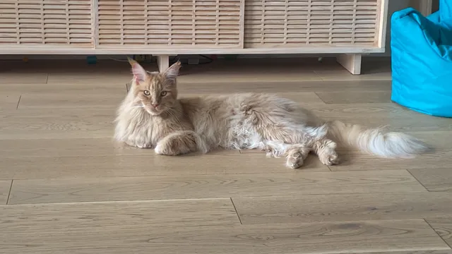 Simba - Belfast Avenue, Slough