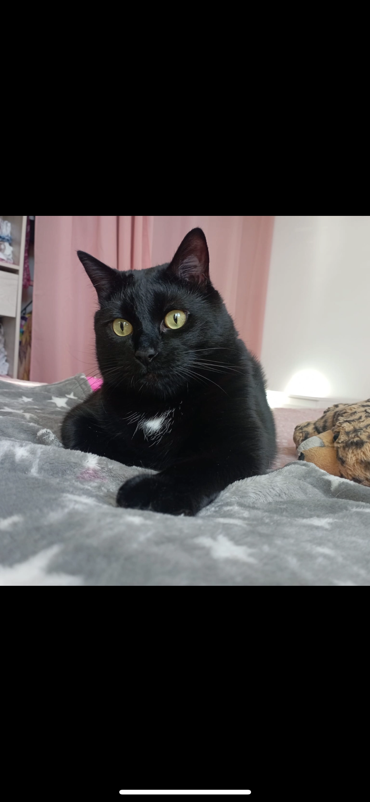 Petit chat  - 2 Chemin des Arnavaux, Istres