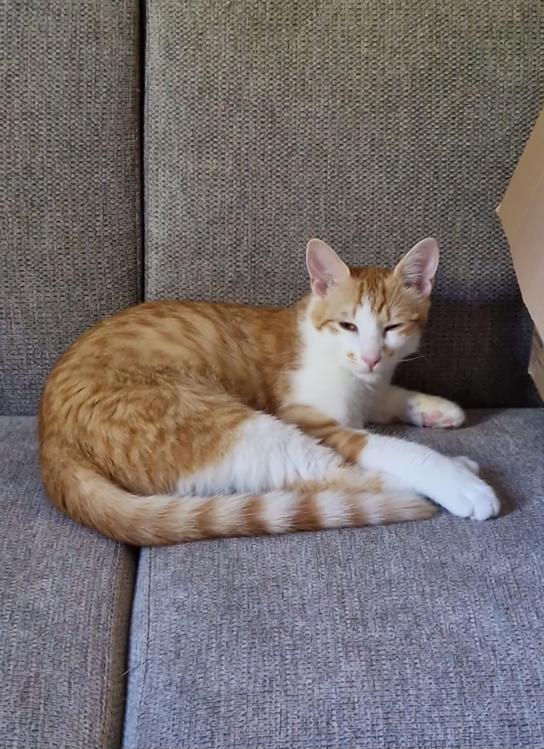 Moos - Vondellaan, Groningen