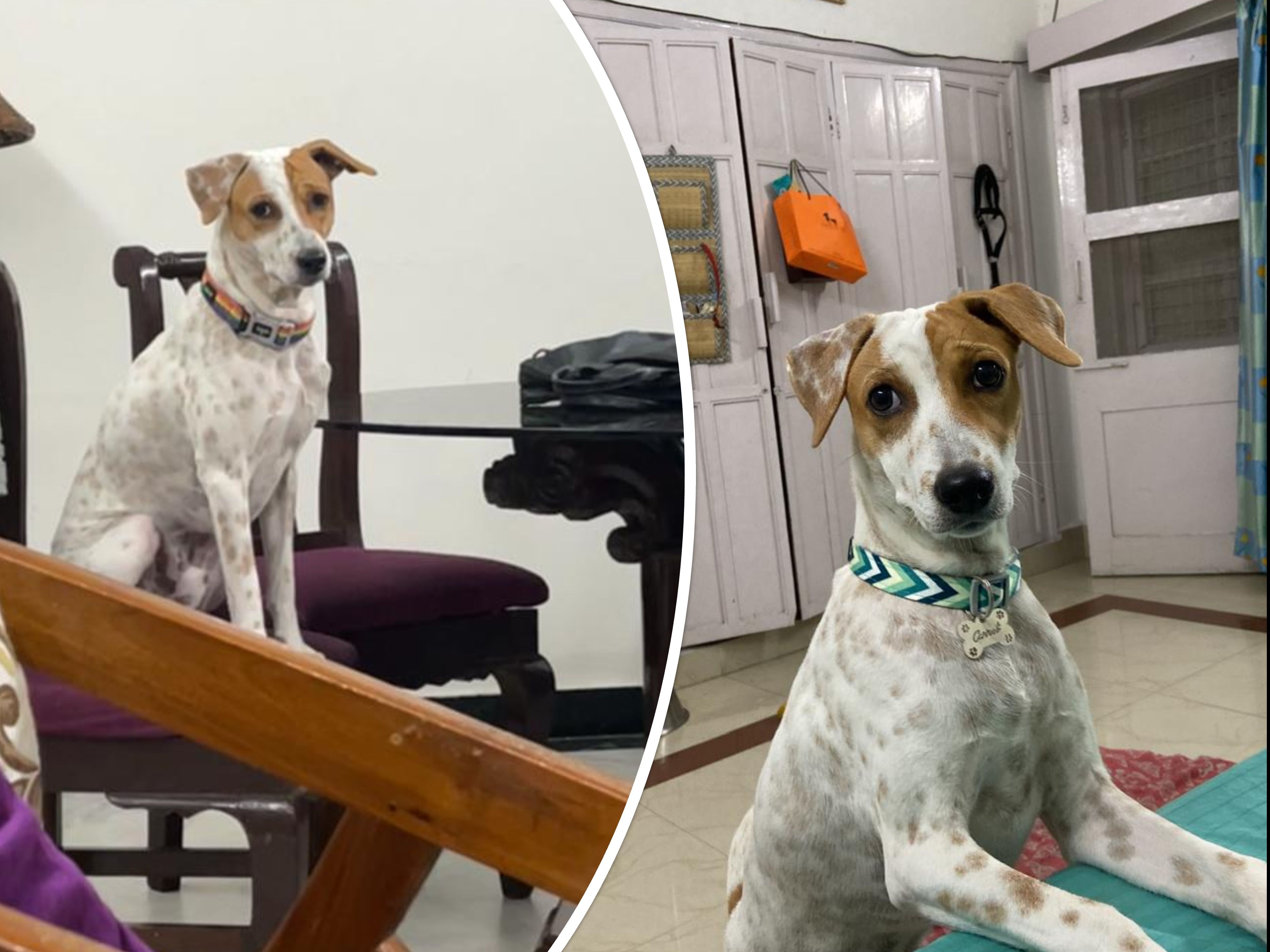 Carrot - Velachery Main Road, Chennai